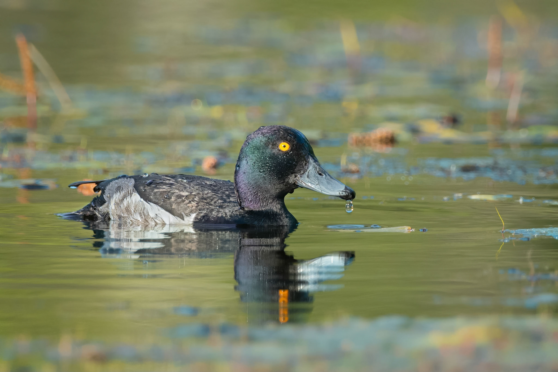 Tufted duck (Masku, Finland)