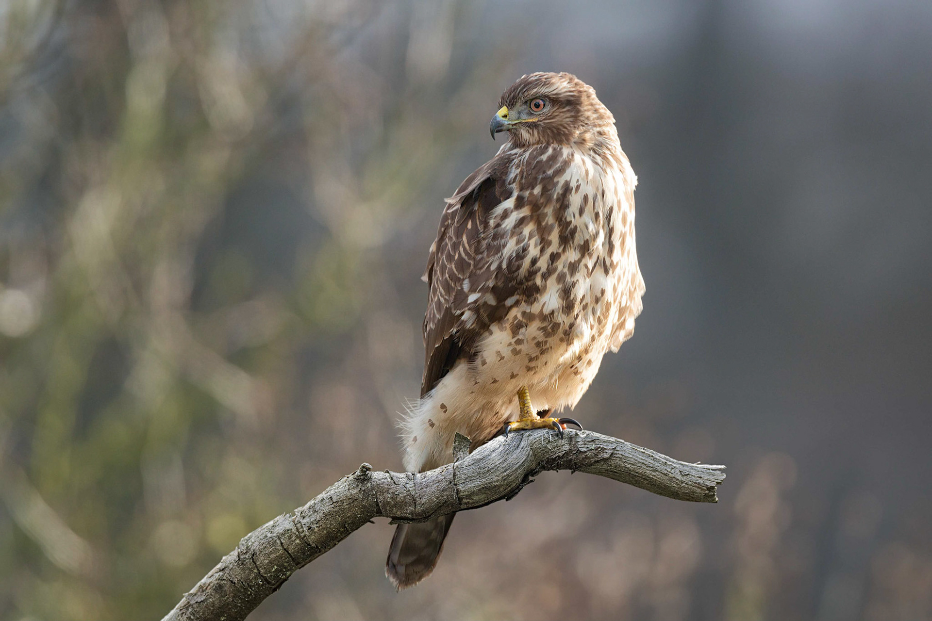 Common buzzard (Brussels, Belgium)