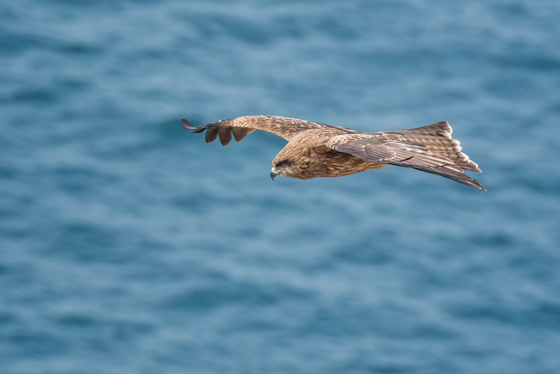 Black Kite (Heda, Japan)