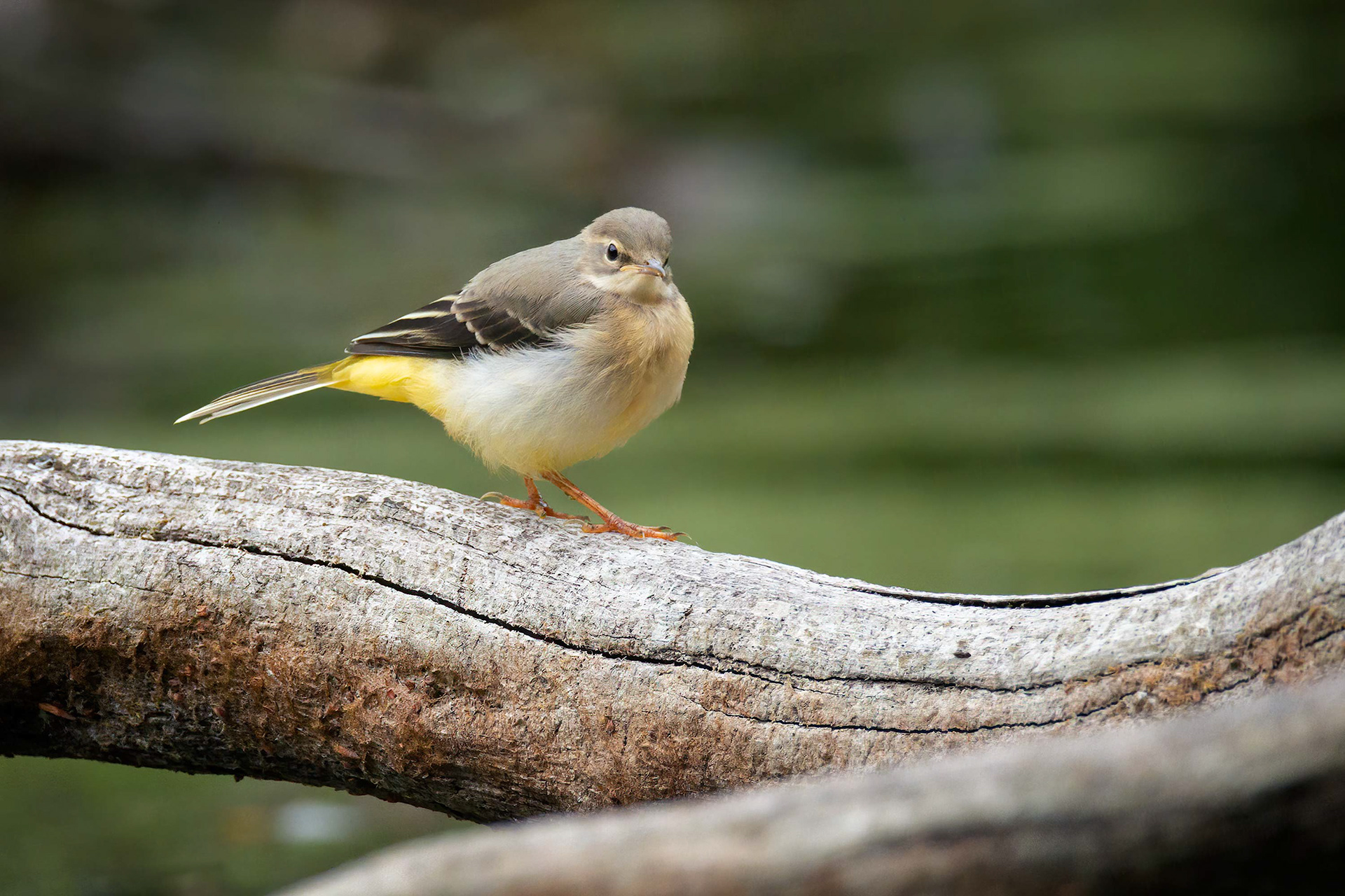 bird, gray wagtail, juvenile, Brussels, Belgium