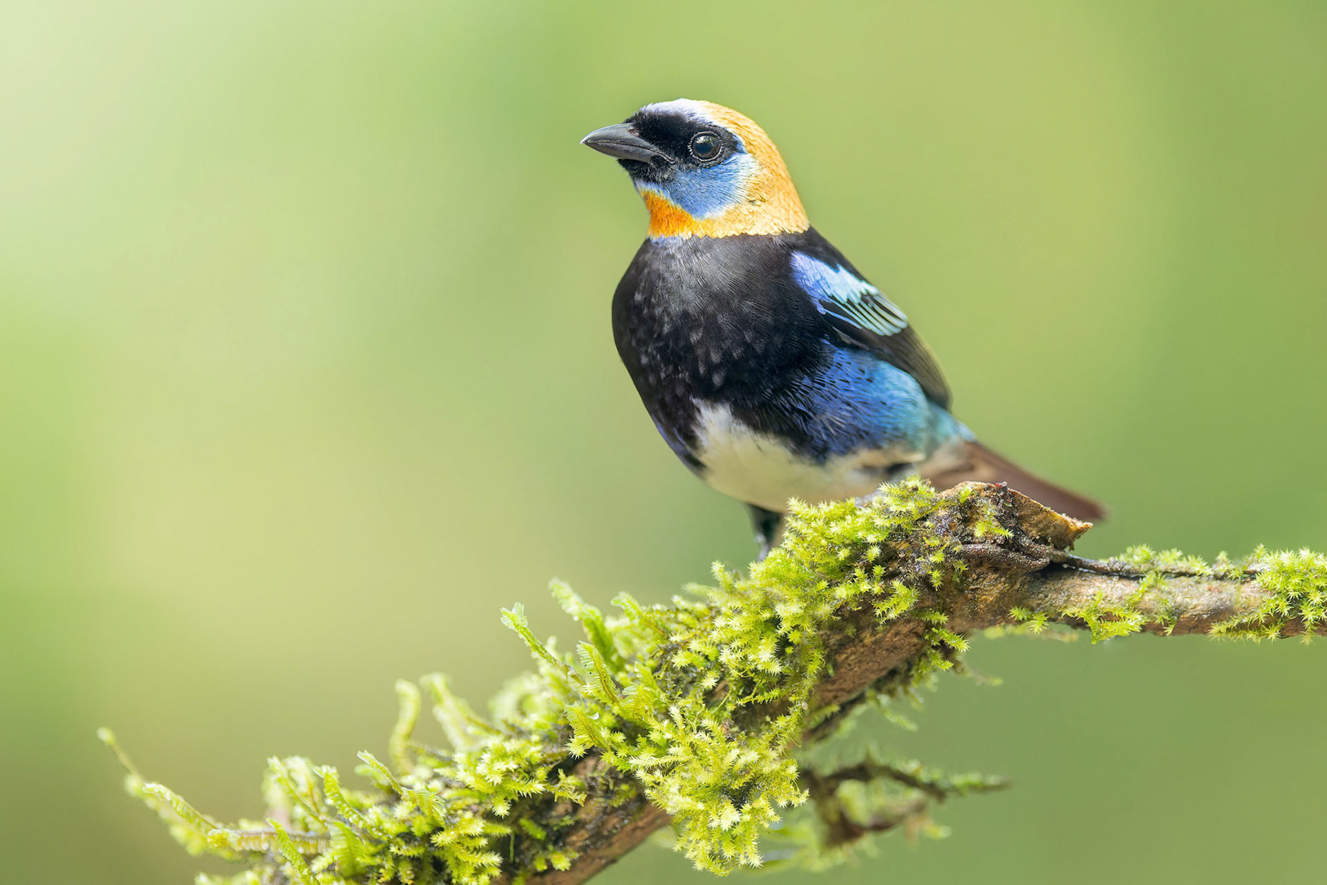Golden-hooded Tanager (Arenal, Costa Rica)