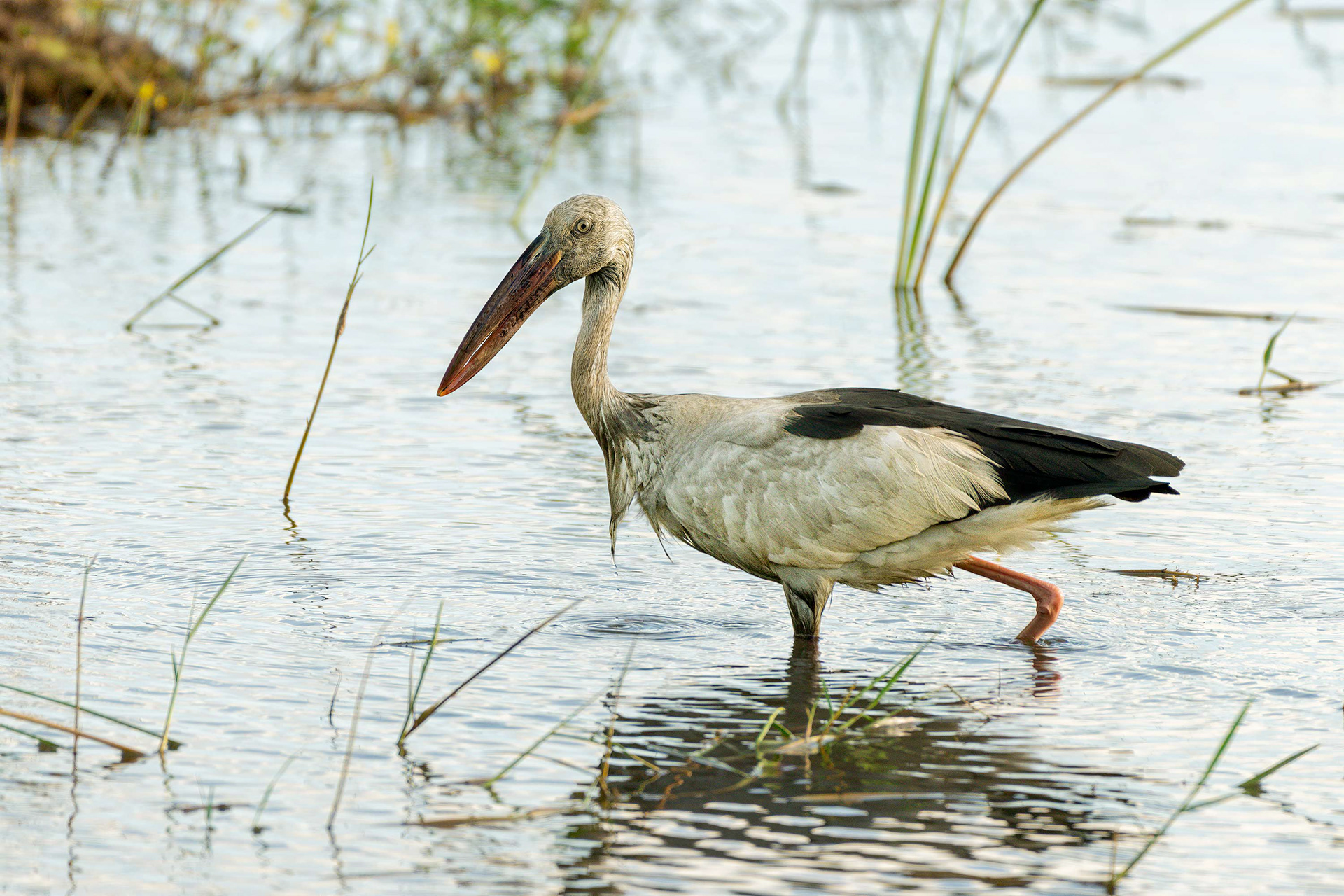 bird, Asian openbill, Yala, Sri Lanka
