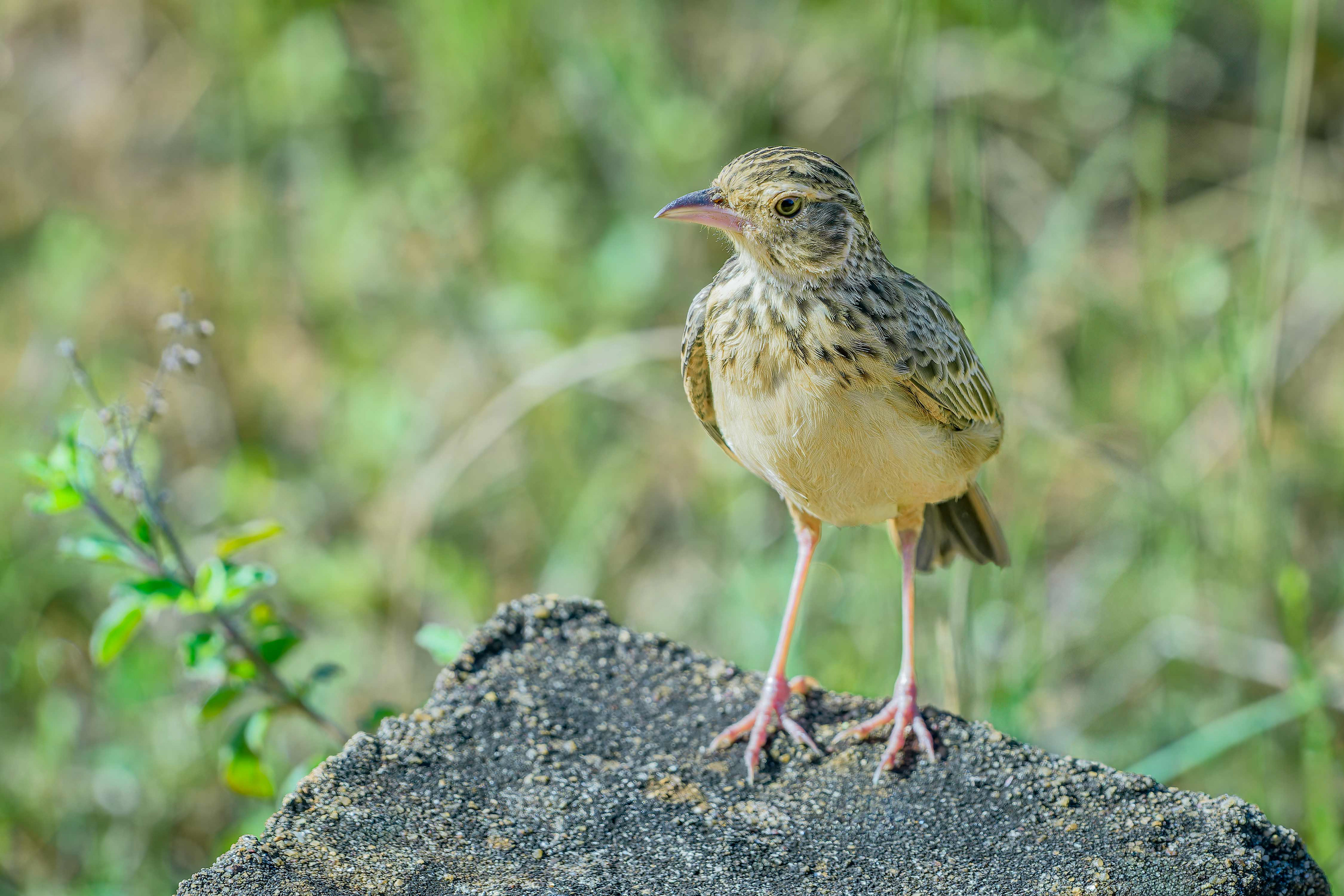 Oriental Skylark (Yala, Sri Lanka)