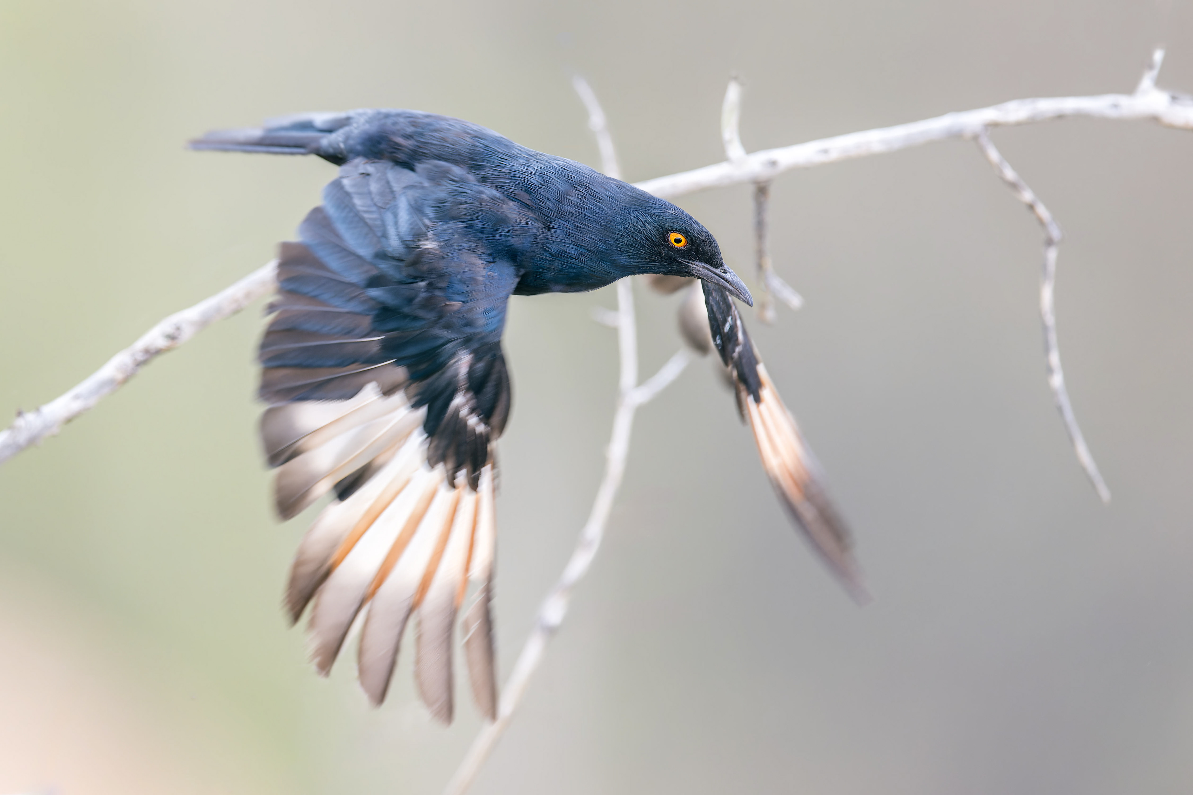 Cape Starling (Omaruru, Namibia)