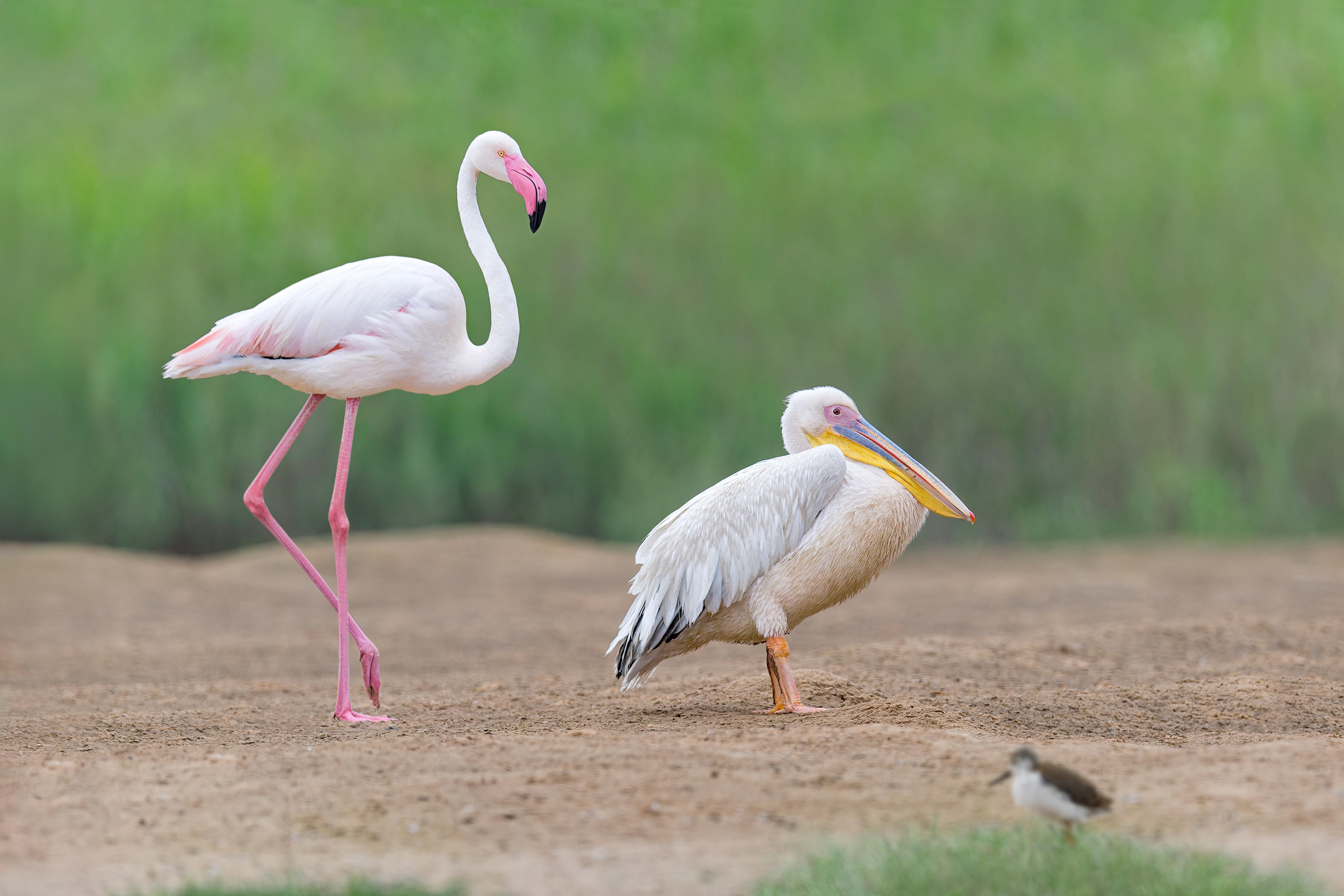 Greater Flamingo, Great White Pelican (Walvis Bay, Namibia)