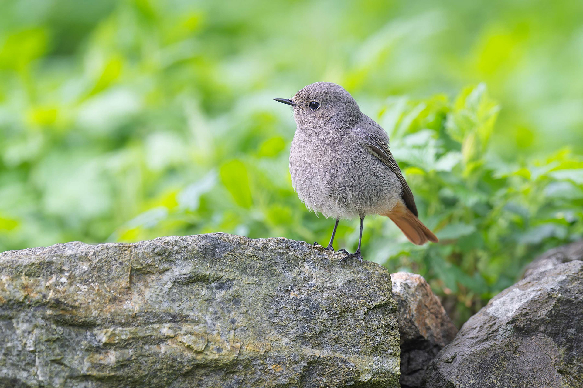 Black Redstart (Kasperske Hory, Czech Republic)