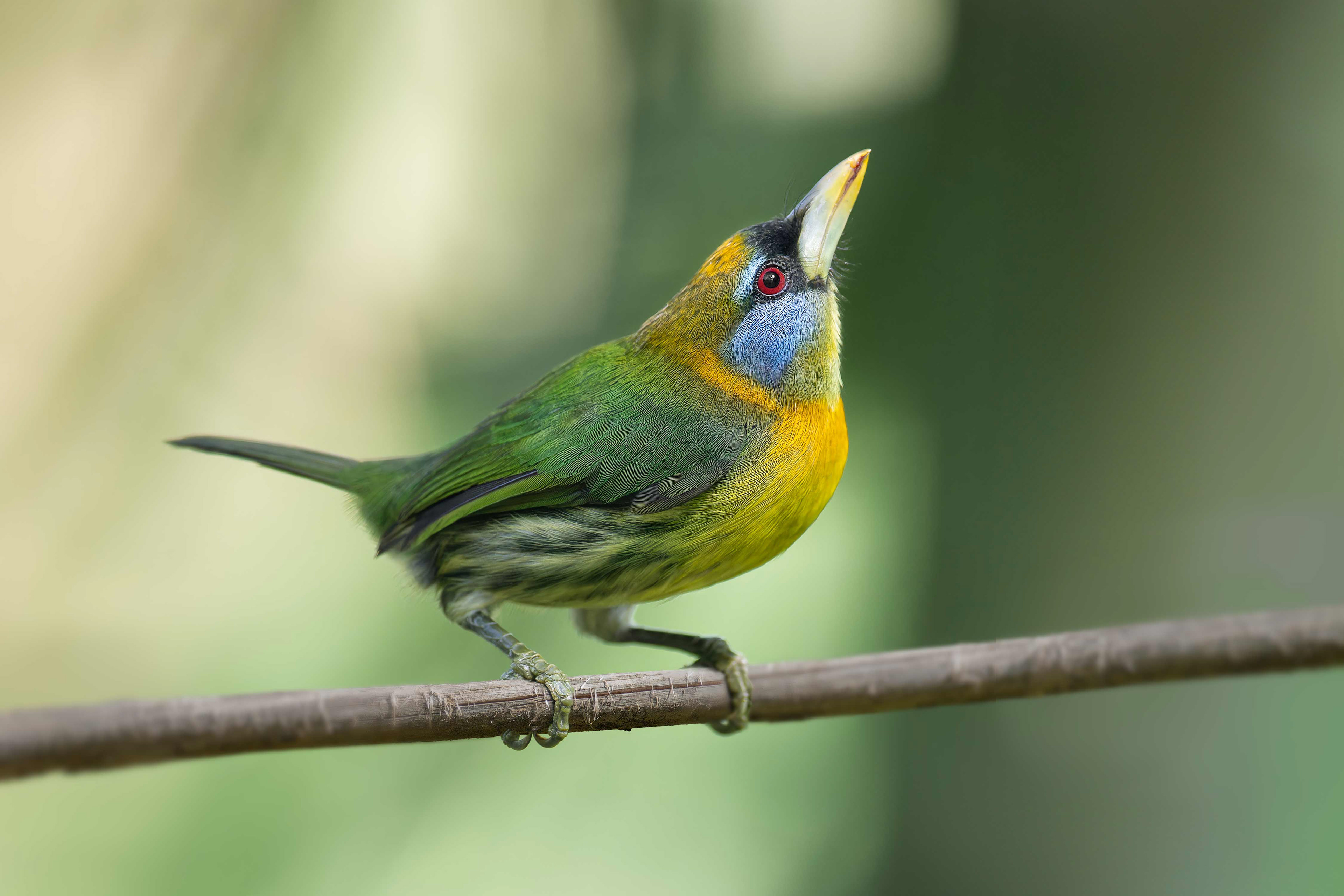 Read-headed Barbet (Cinchona, Costa Rica)