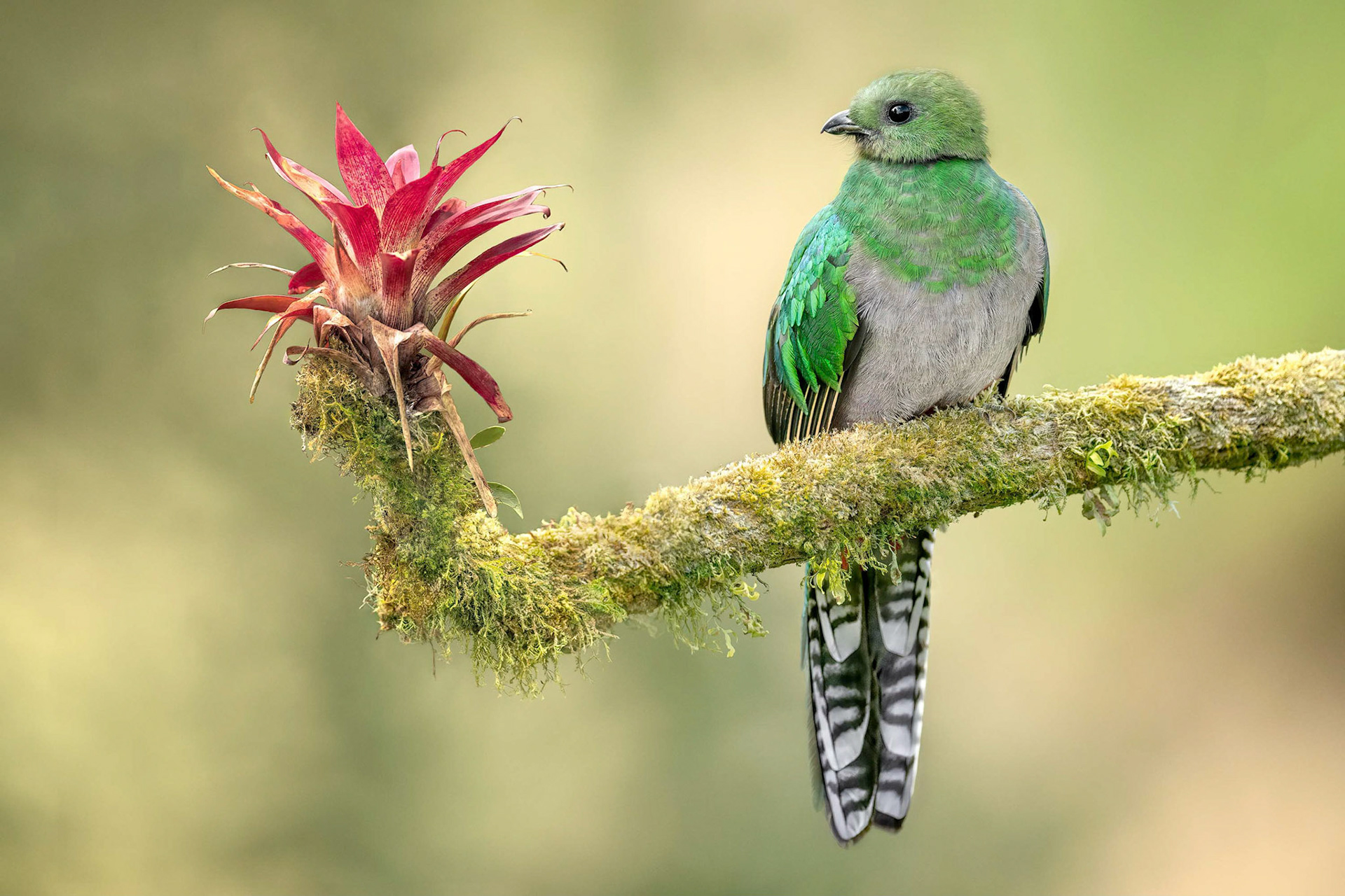 Resplended Quetzal (La Esperanza, Costa Rica)