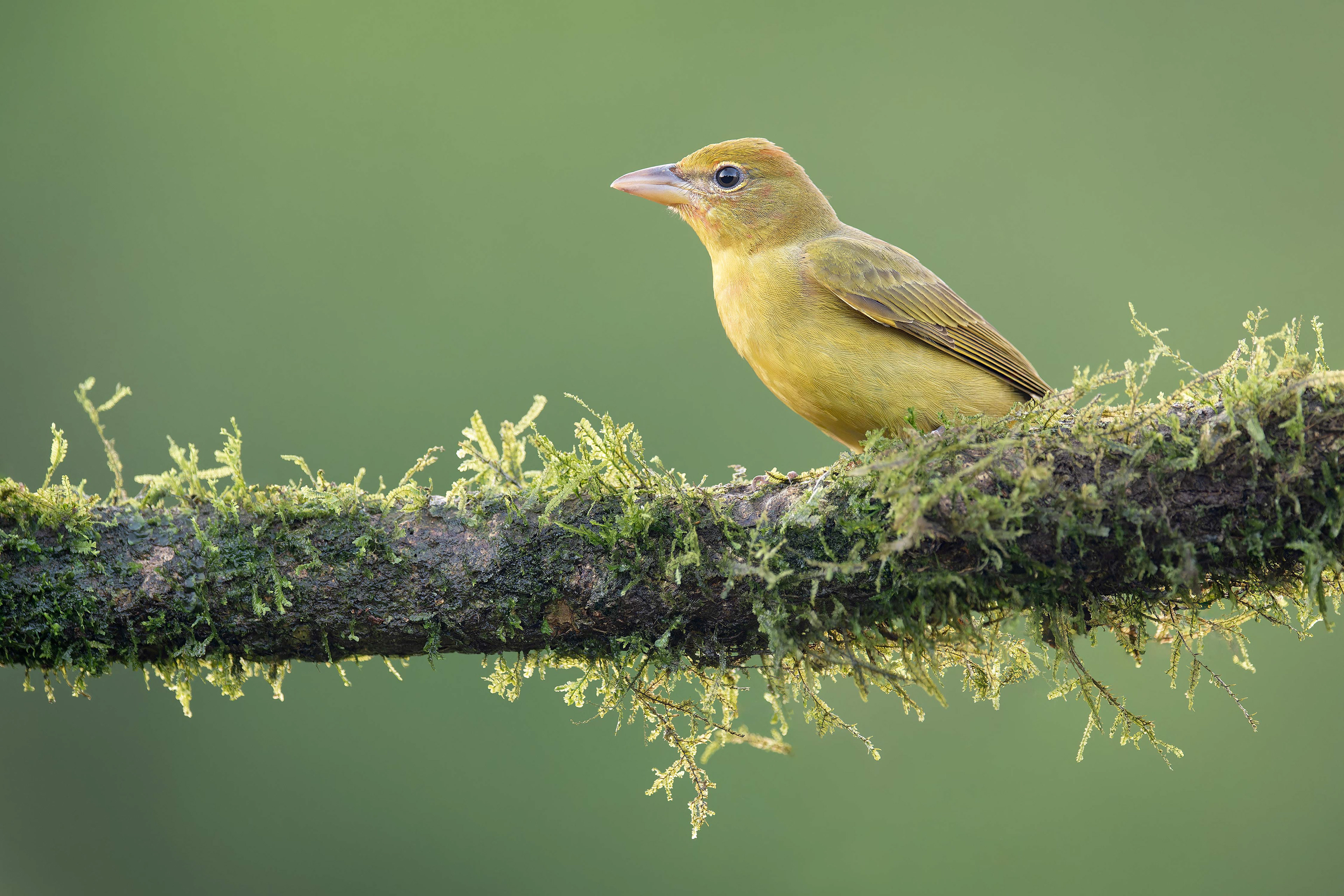 Summer Tanager (Savegre, Costa Rica)