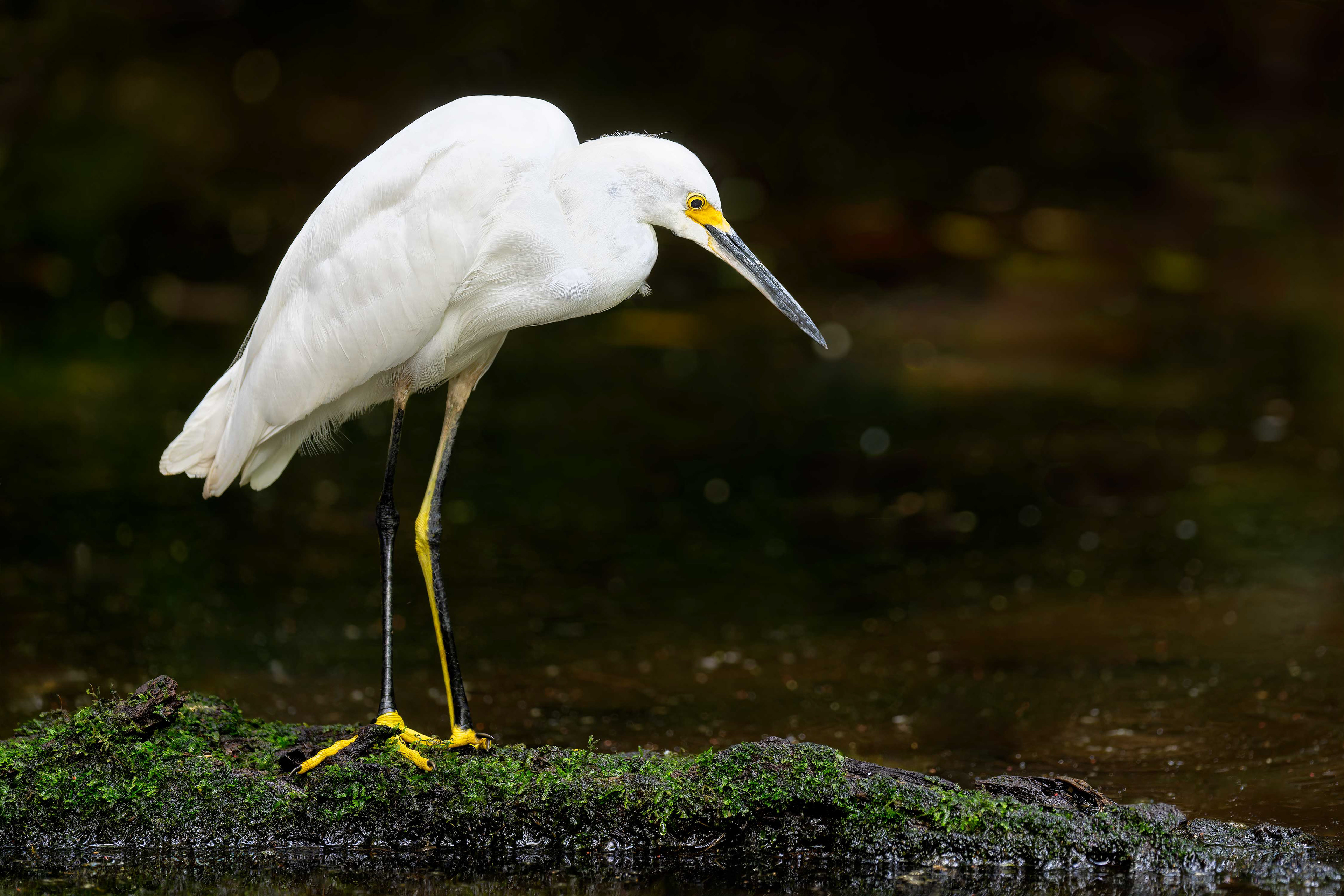 Snowy Egret (Arenal, Costa Rica)