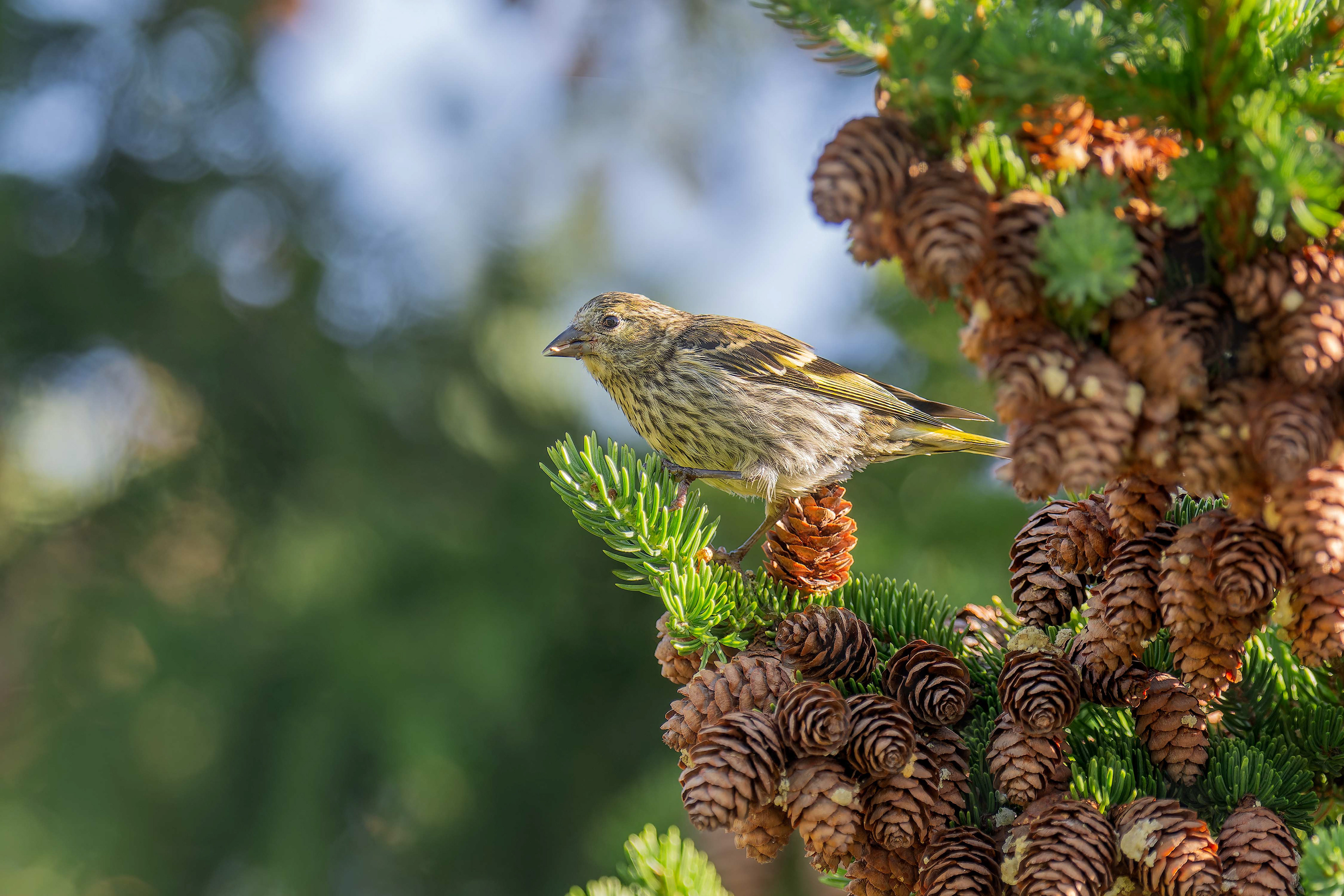 Common Crossbill (Ruissalo, Finland)