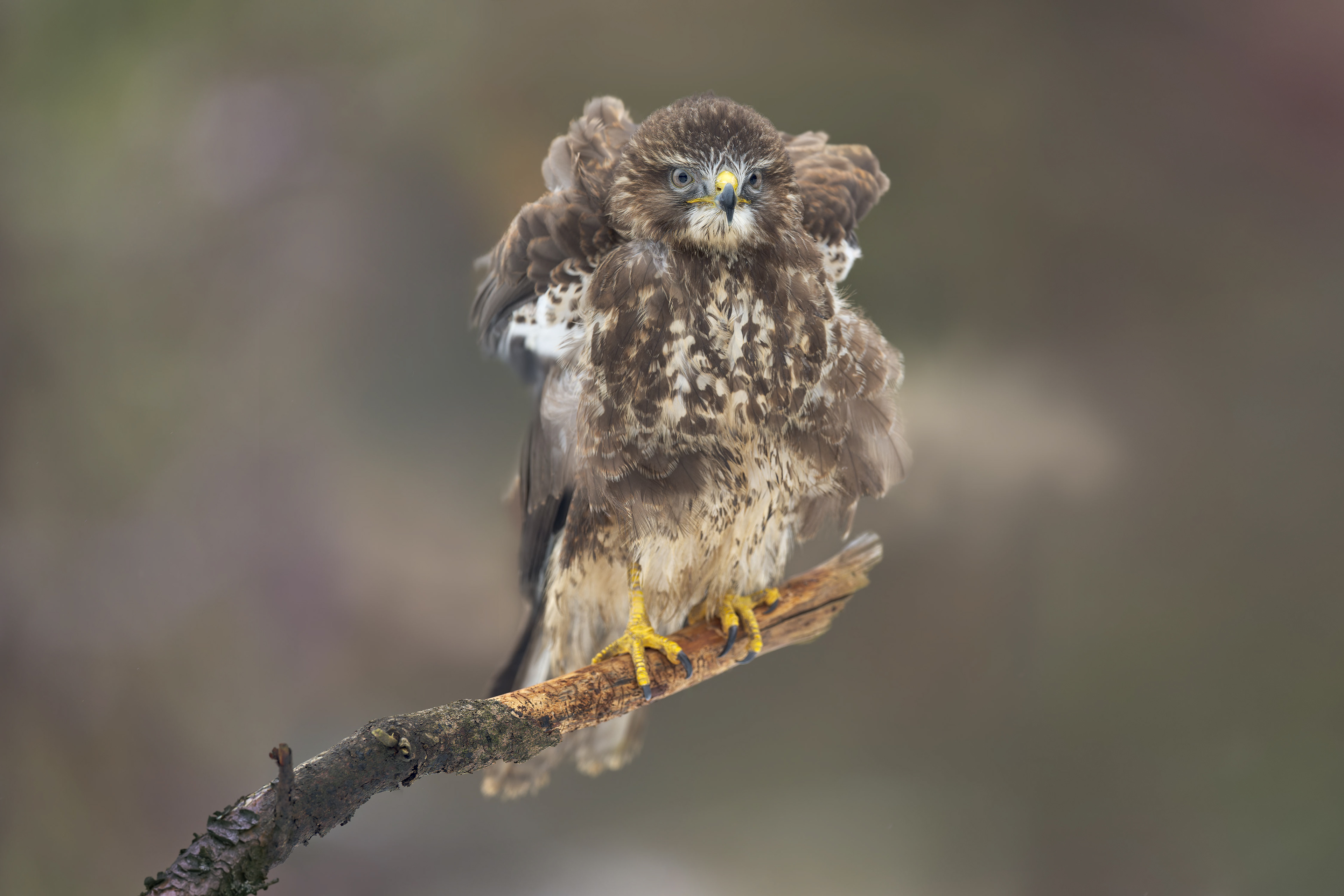 Common Buzzard (bird in human care, Hlinsko, Czech Republic)