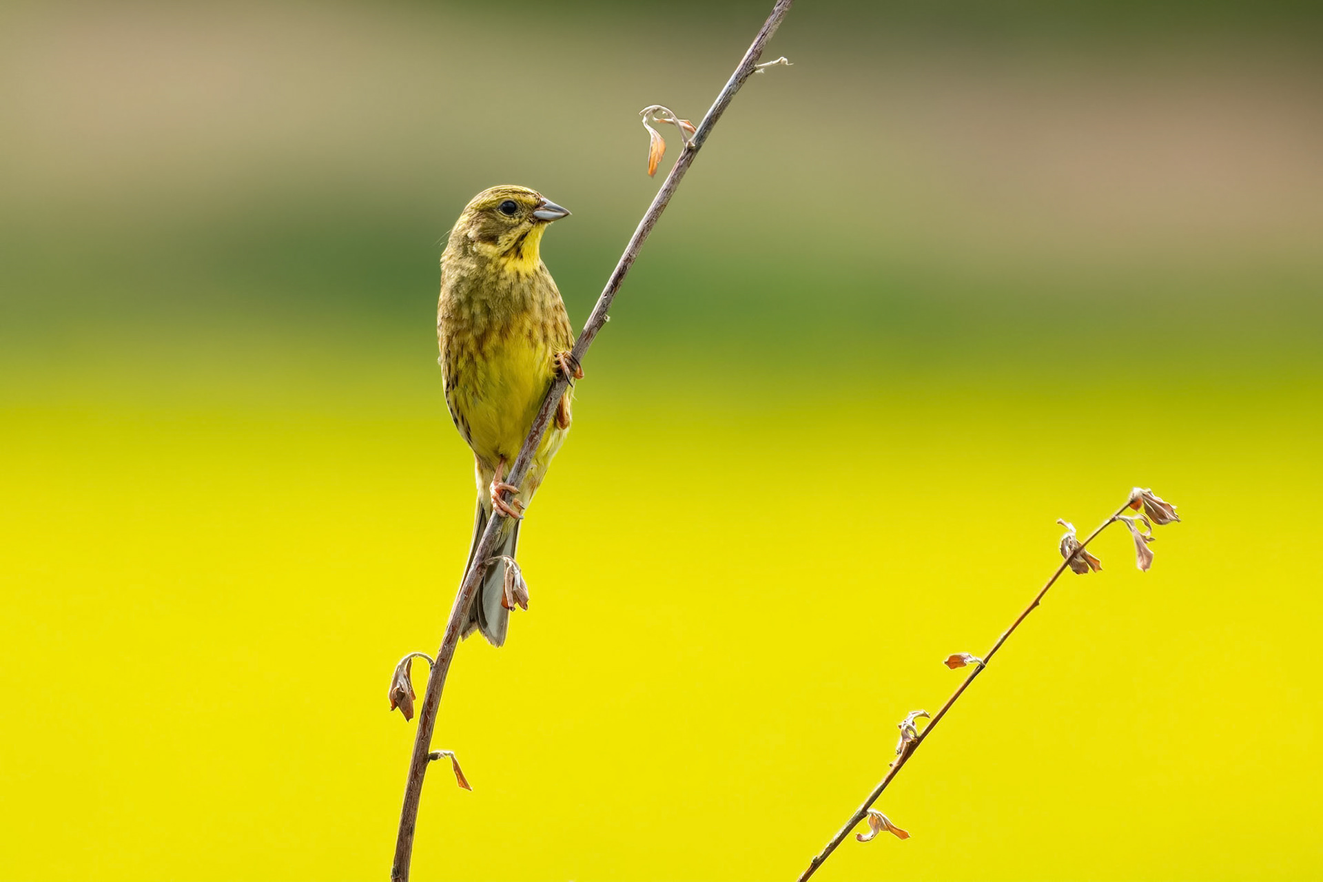 Yellowhammer (Masku, Finland)