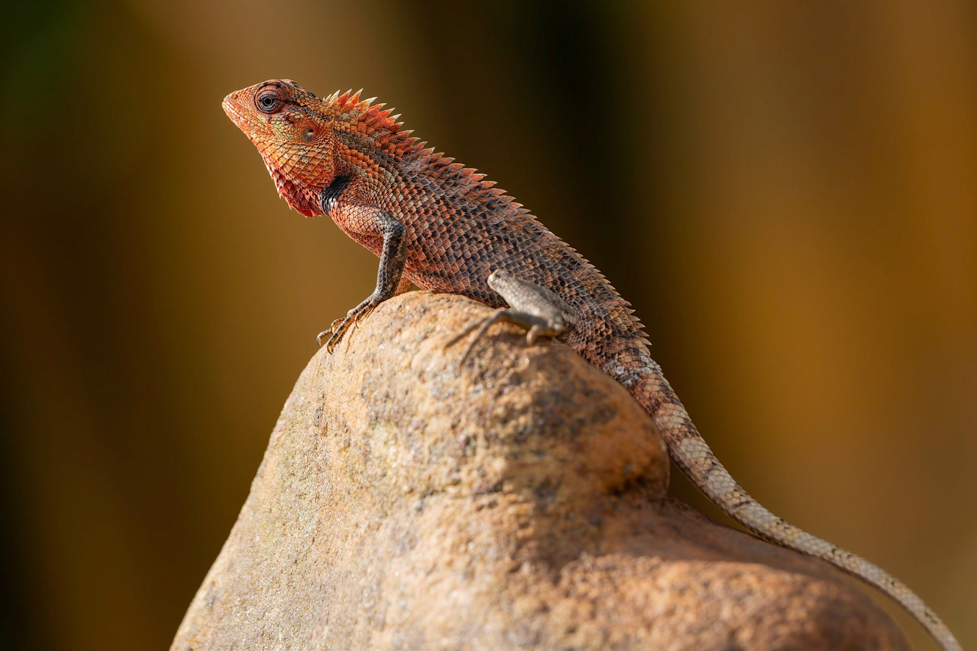 Indian Chameleon (Sinharaja, Sri Lanka)