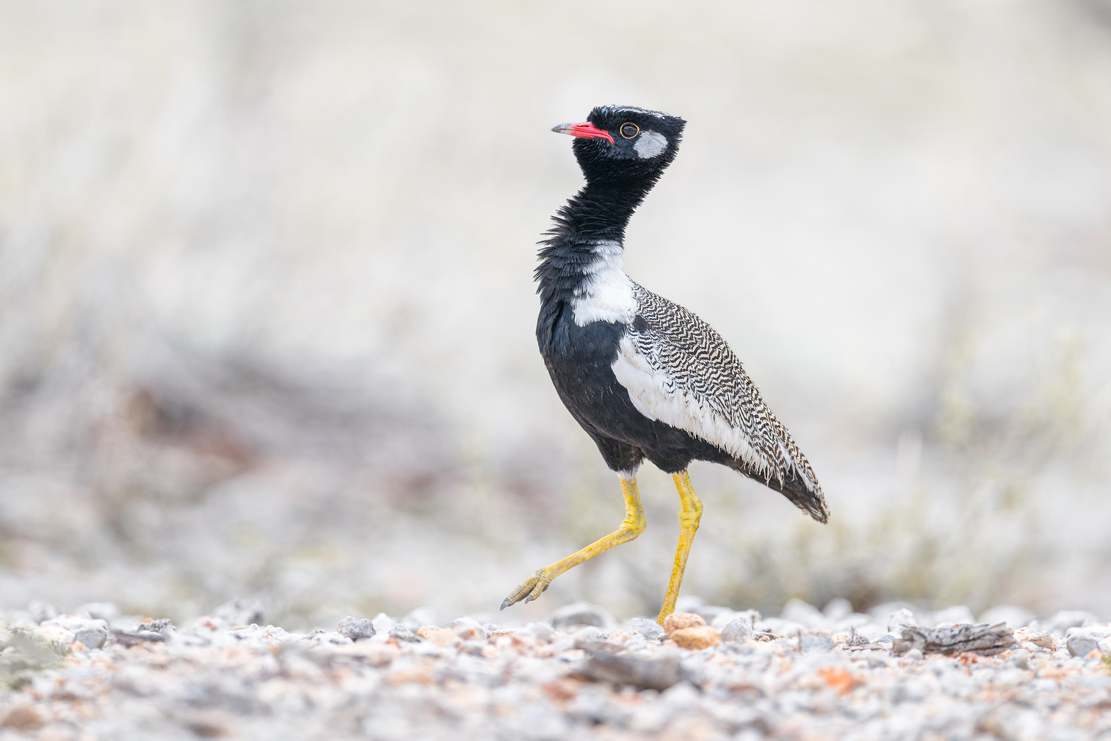 White-quilled Bustard (Etosha, Namibia)