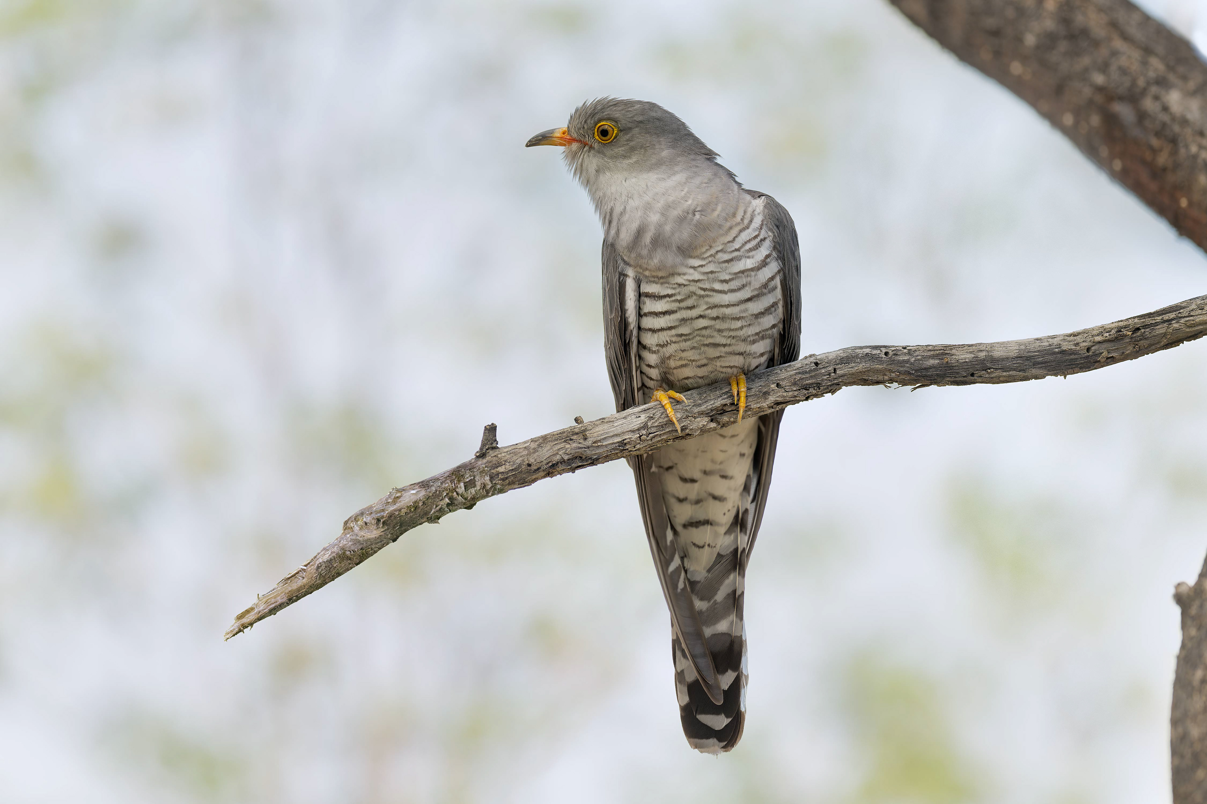 African Cuckoo (Etosha, Namibia)