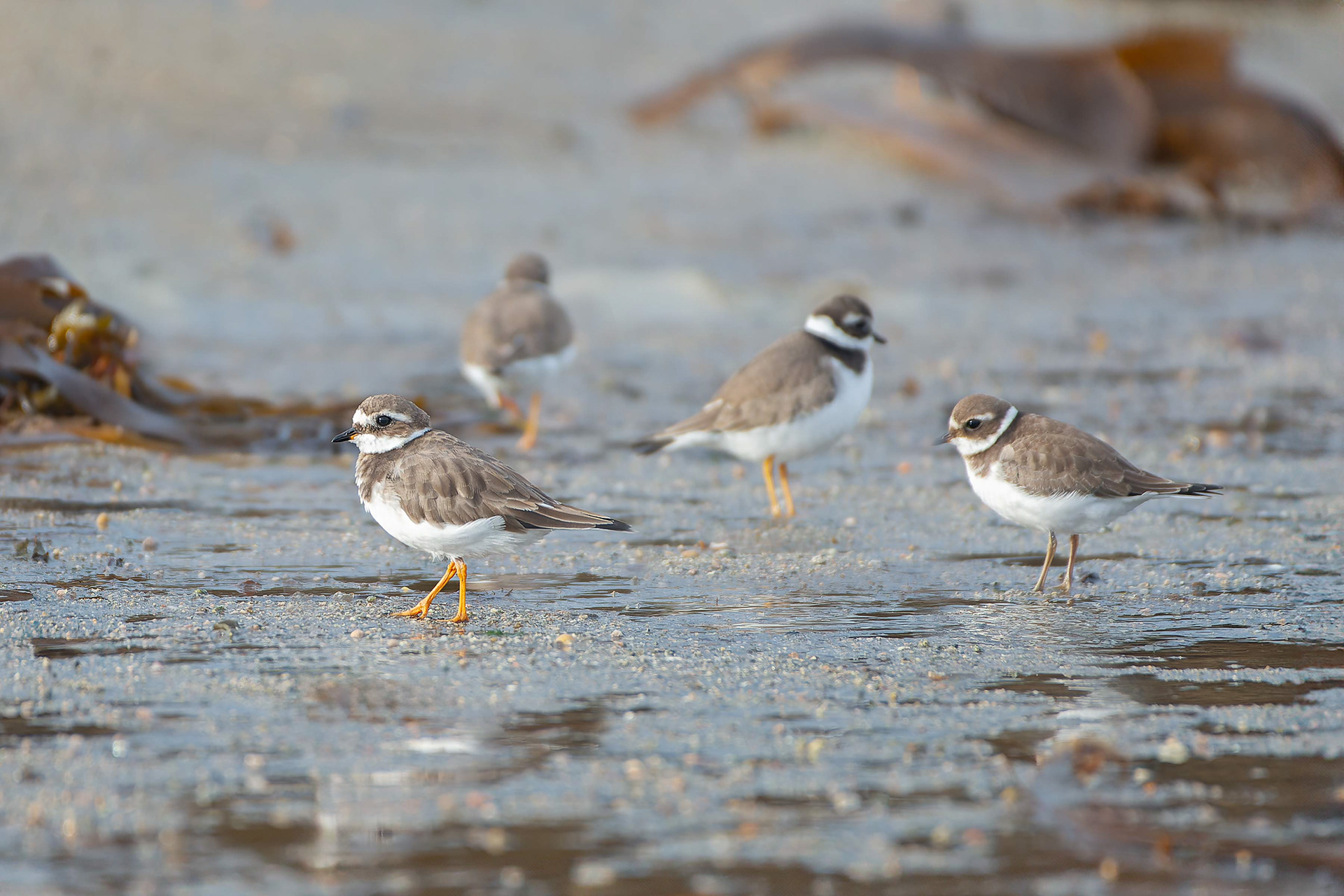 Common Ringed Plover (Le Conquet, France)