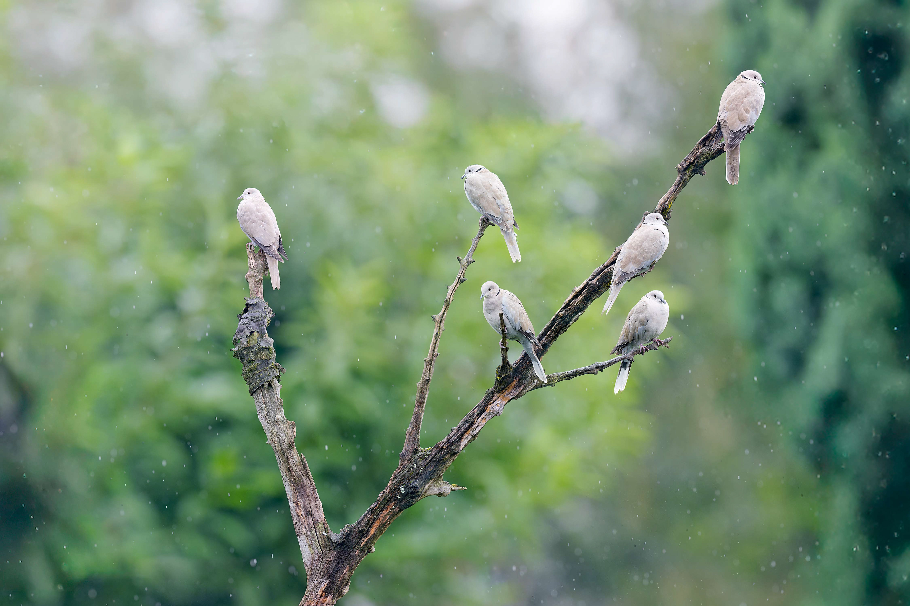 Collared Dove (Brussels, Belgium)