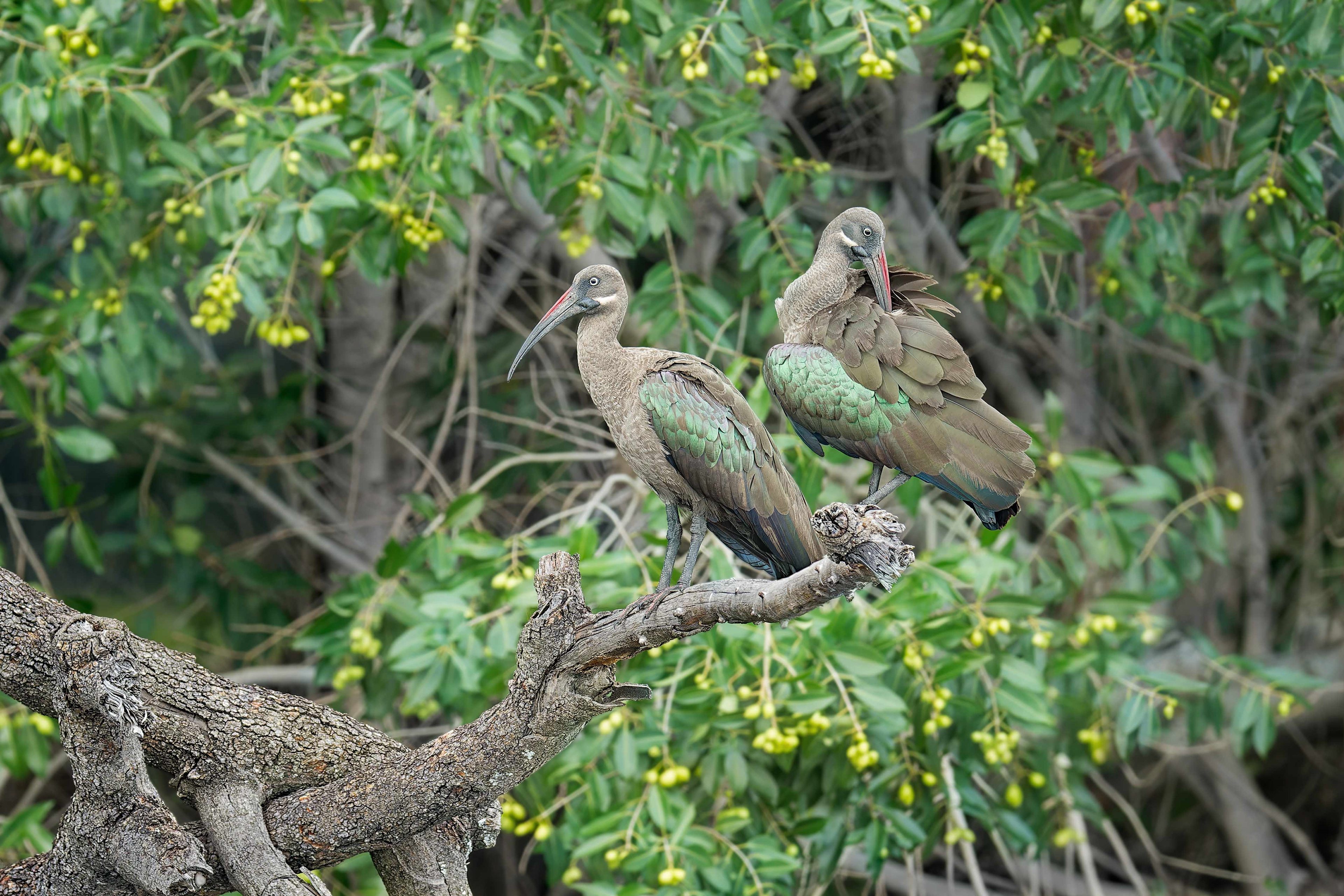 Hadada Ibis (Shakawe, Botswana)