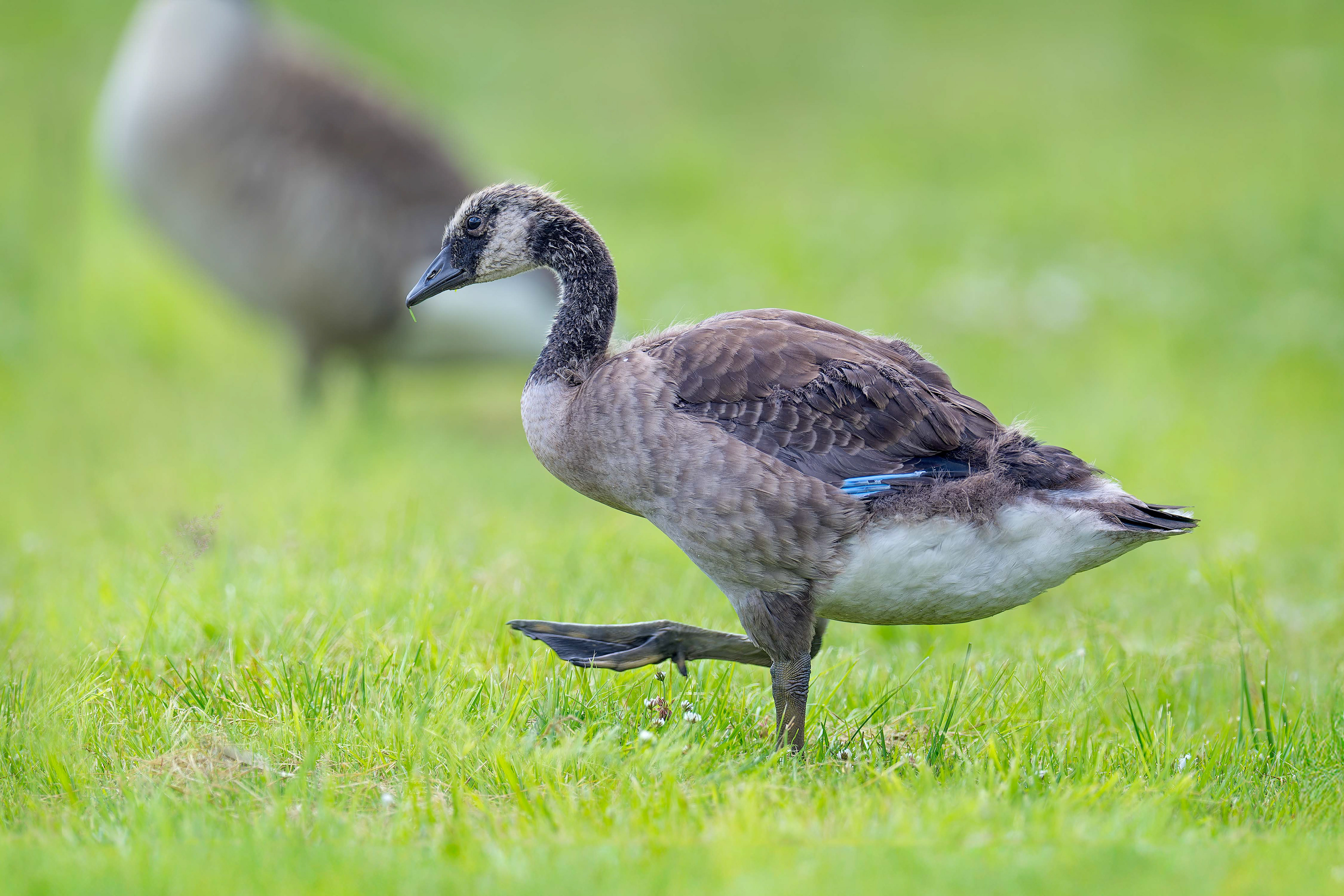Canada Goose (Masku, Finland)