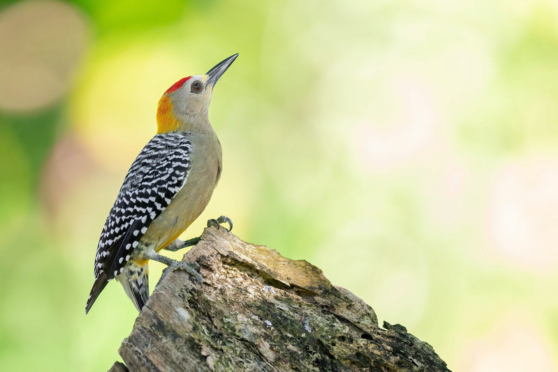Hoffmann's Woodpecker (San Jose, Costa Rica)