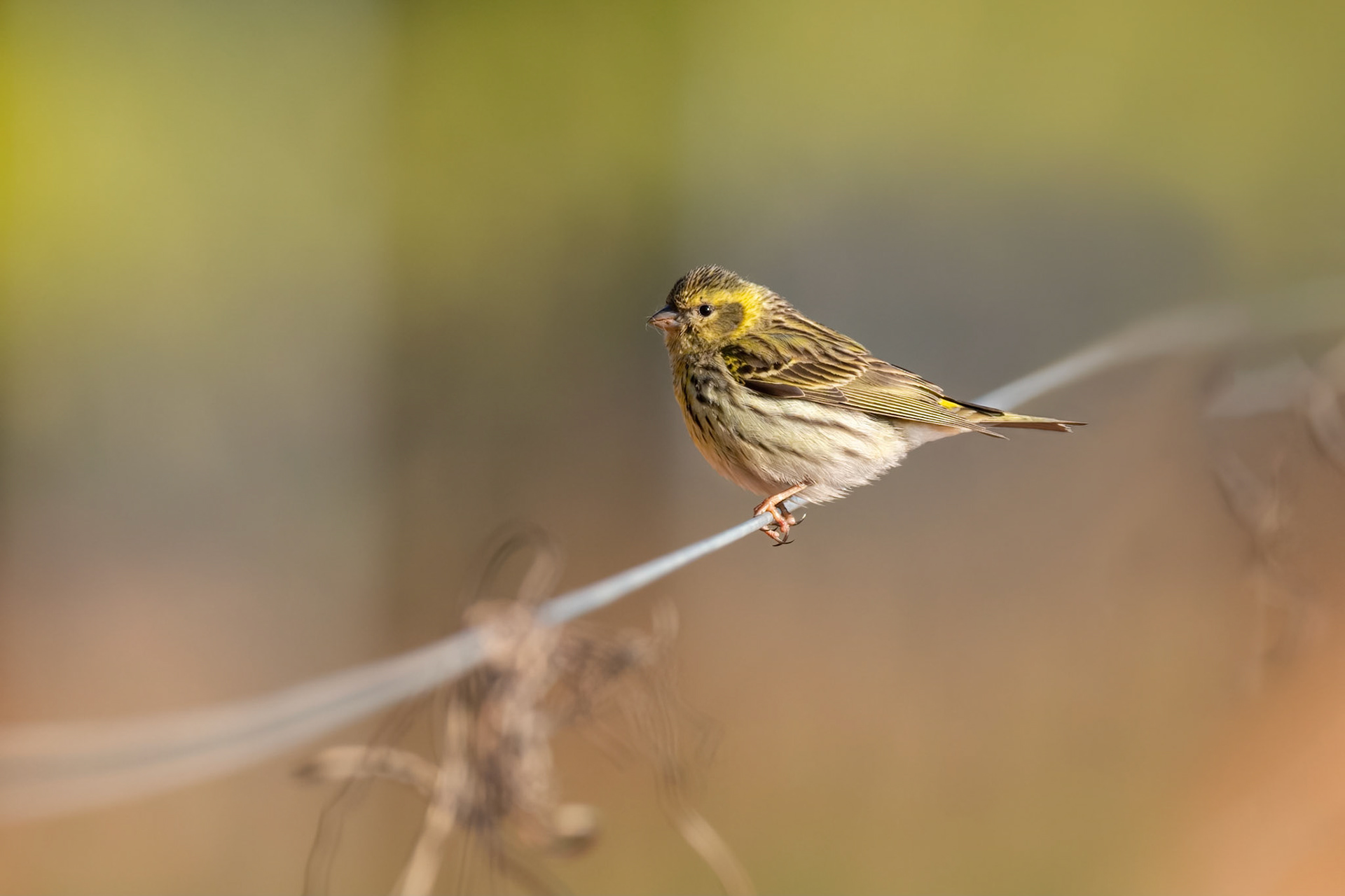 European Serin (Entrena, Spain)