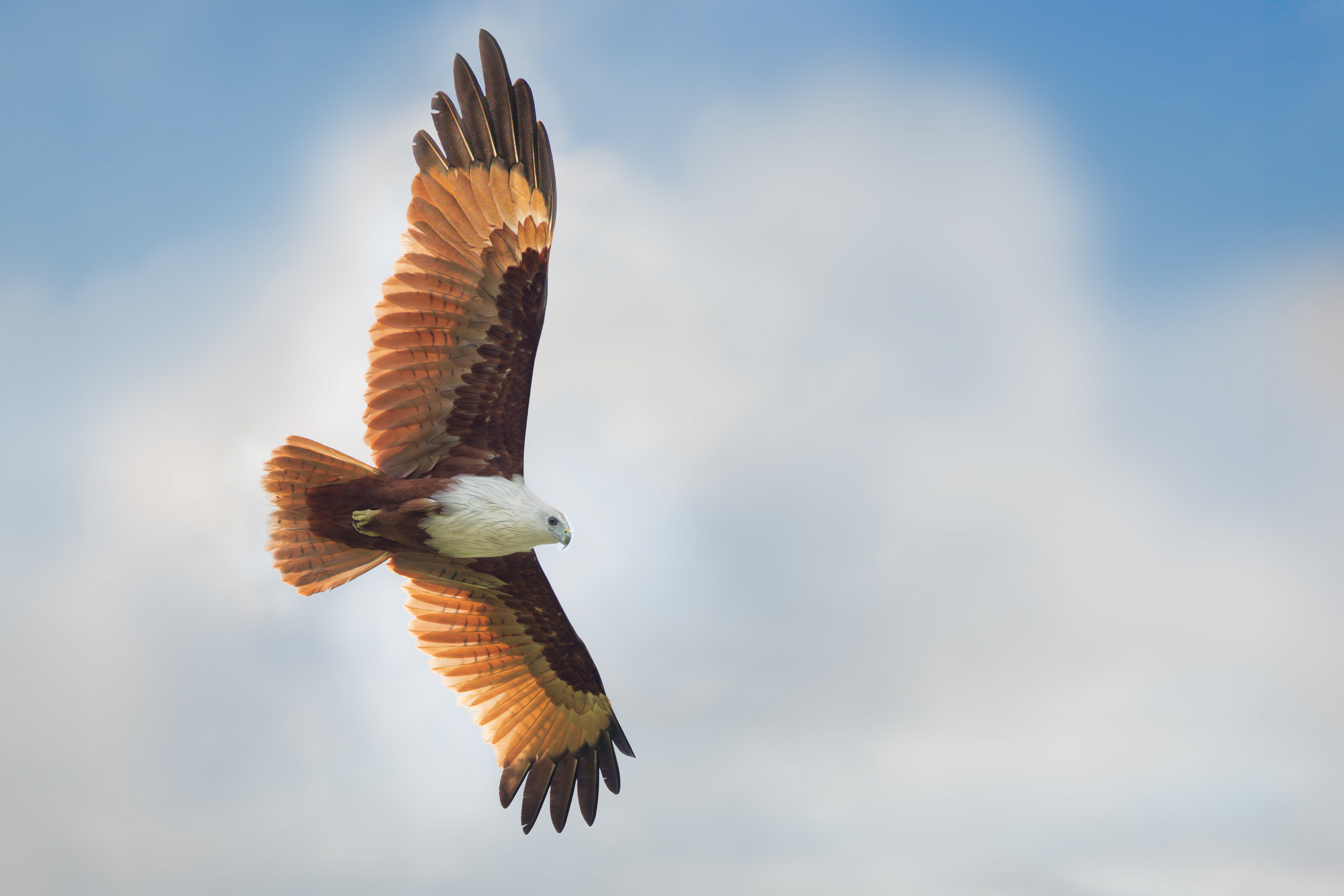 Brahminy Kite (Tissa, Sri Lanka)
