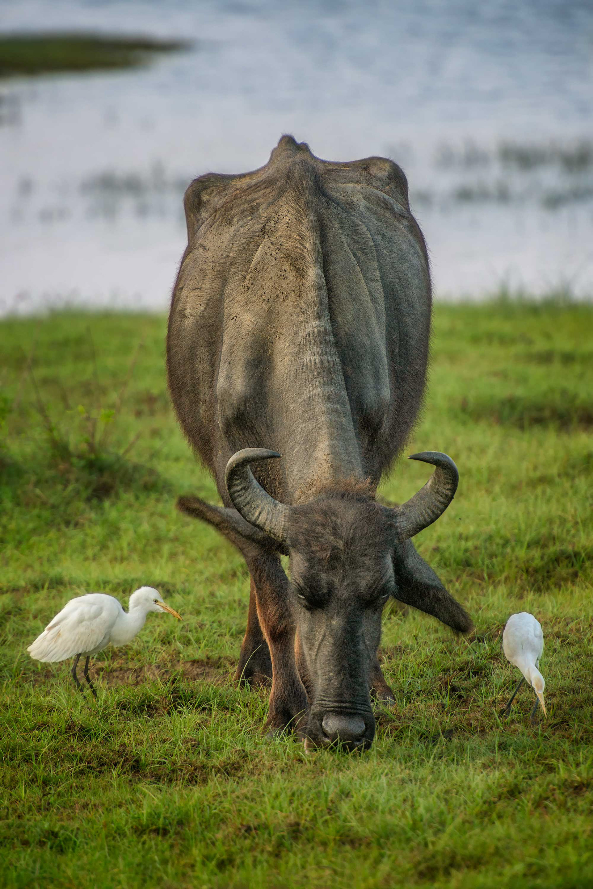 animal, water buffalo, Yala, Sri Lanka