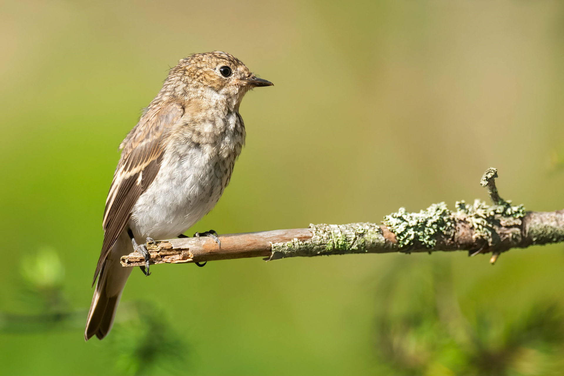 Spotted Flycatcher (Masku, Finland)