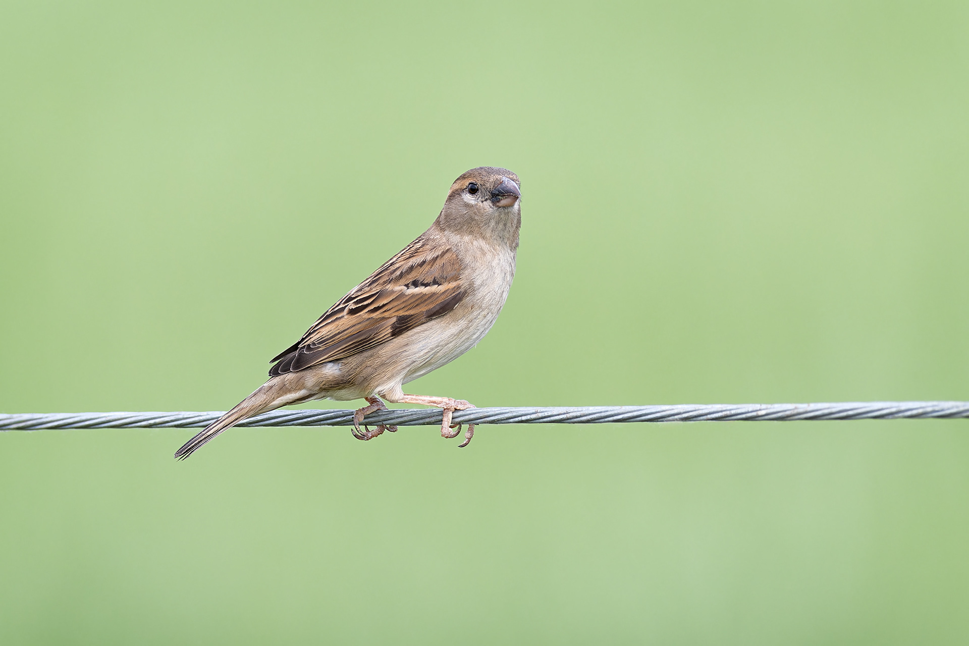 House Sparrow (Kisujszallas, Hungary)