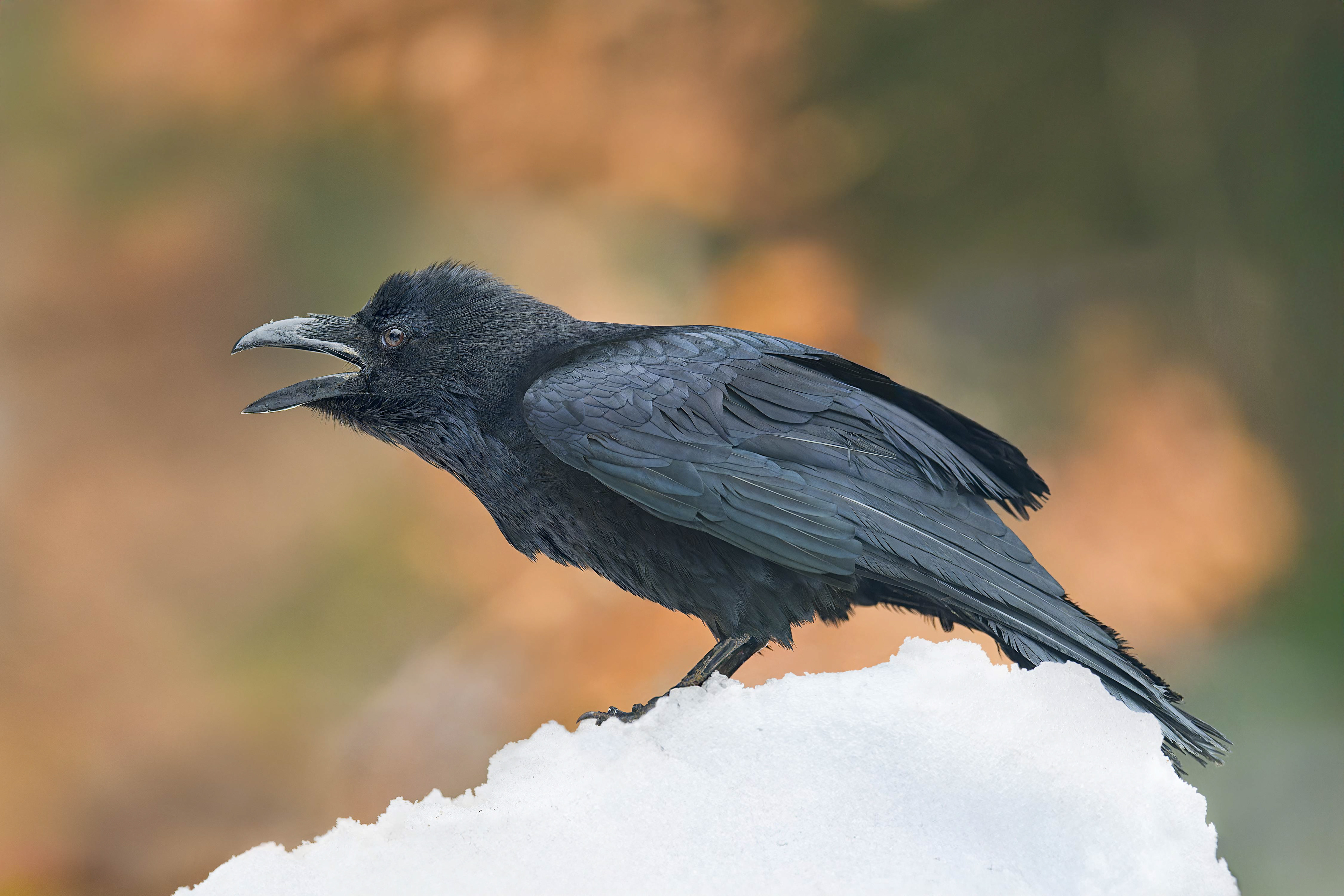 Common Raven (bird in human care, Hlinsko, Czech Republic)