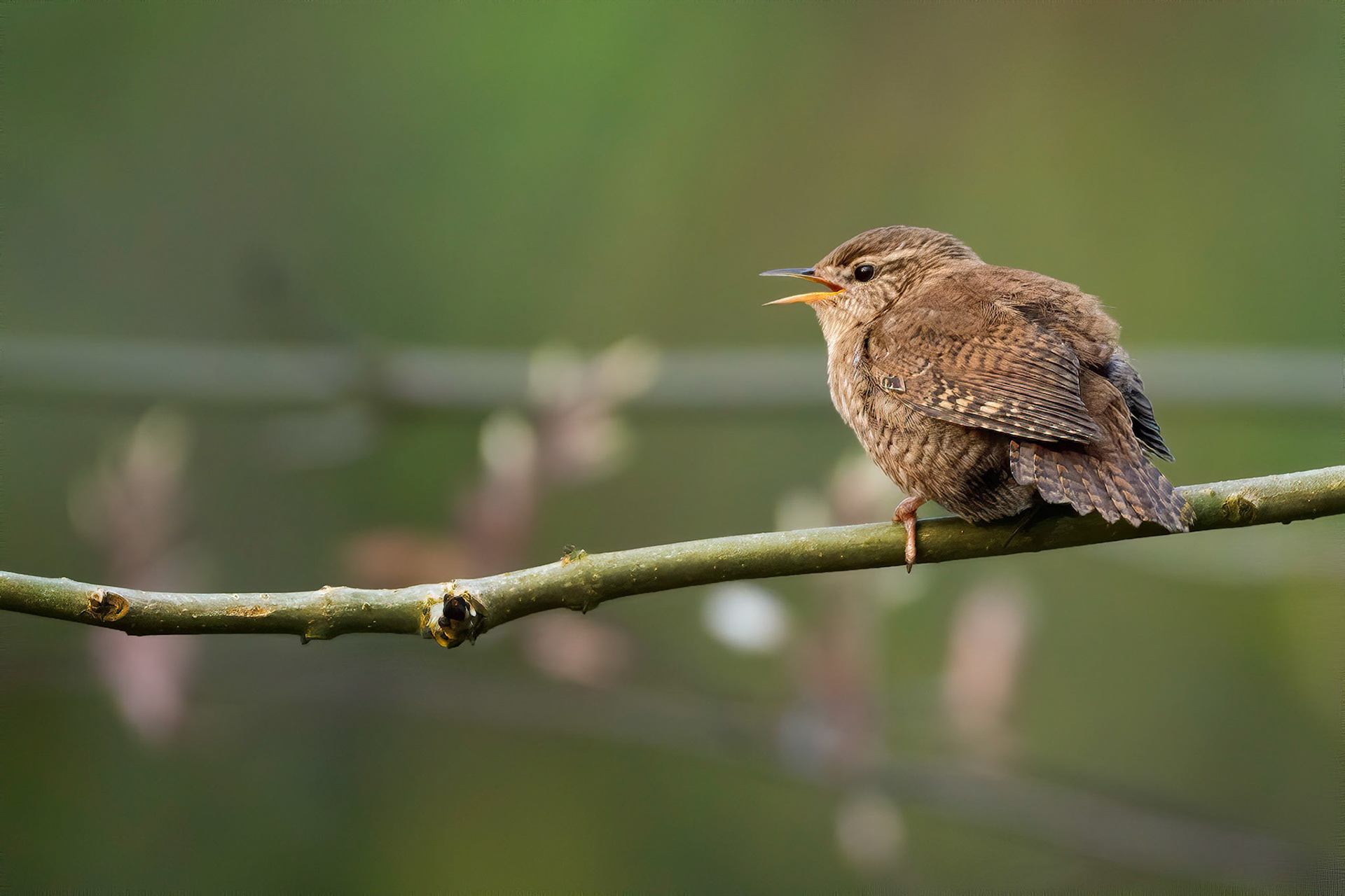 Eurasian Wren (Brussels, Belgium)