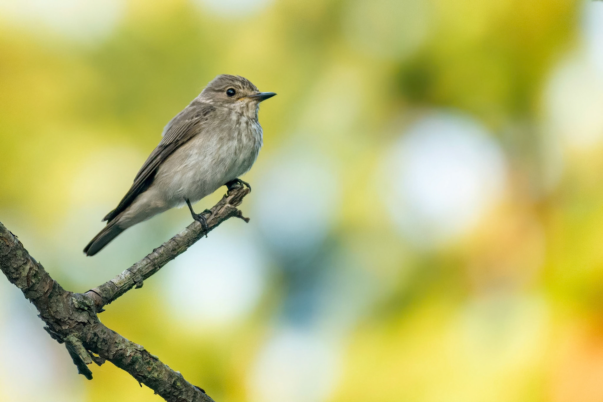 Spotted Flycatcher (Masku, Finland)