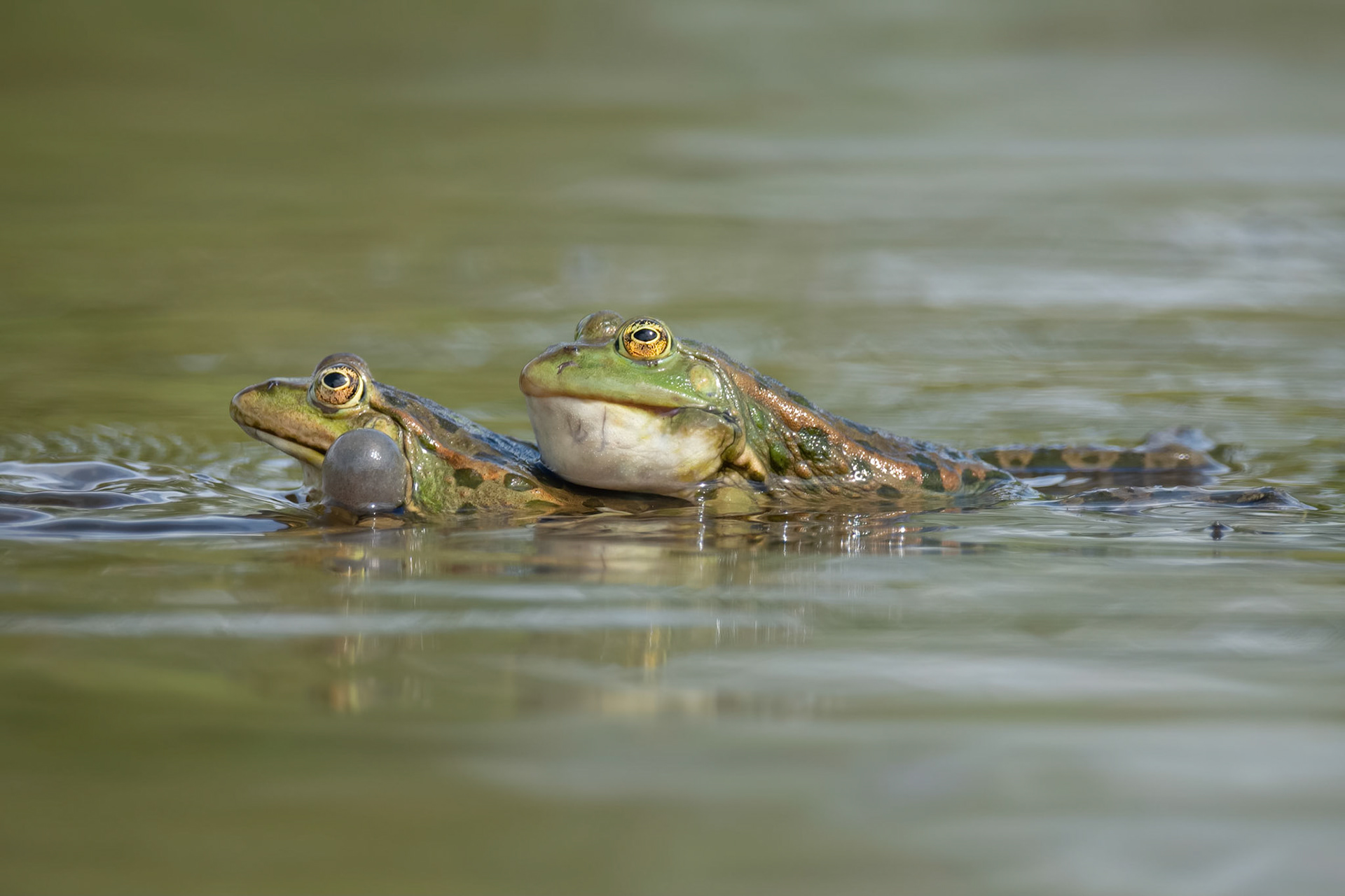 Edible Frog (Seneffe, Belgium)
