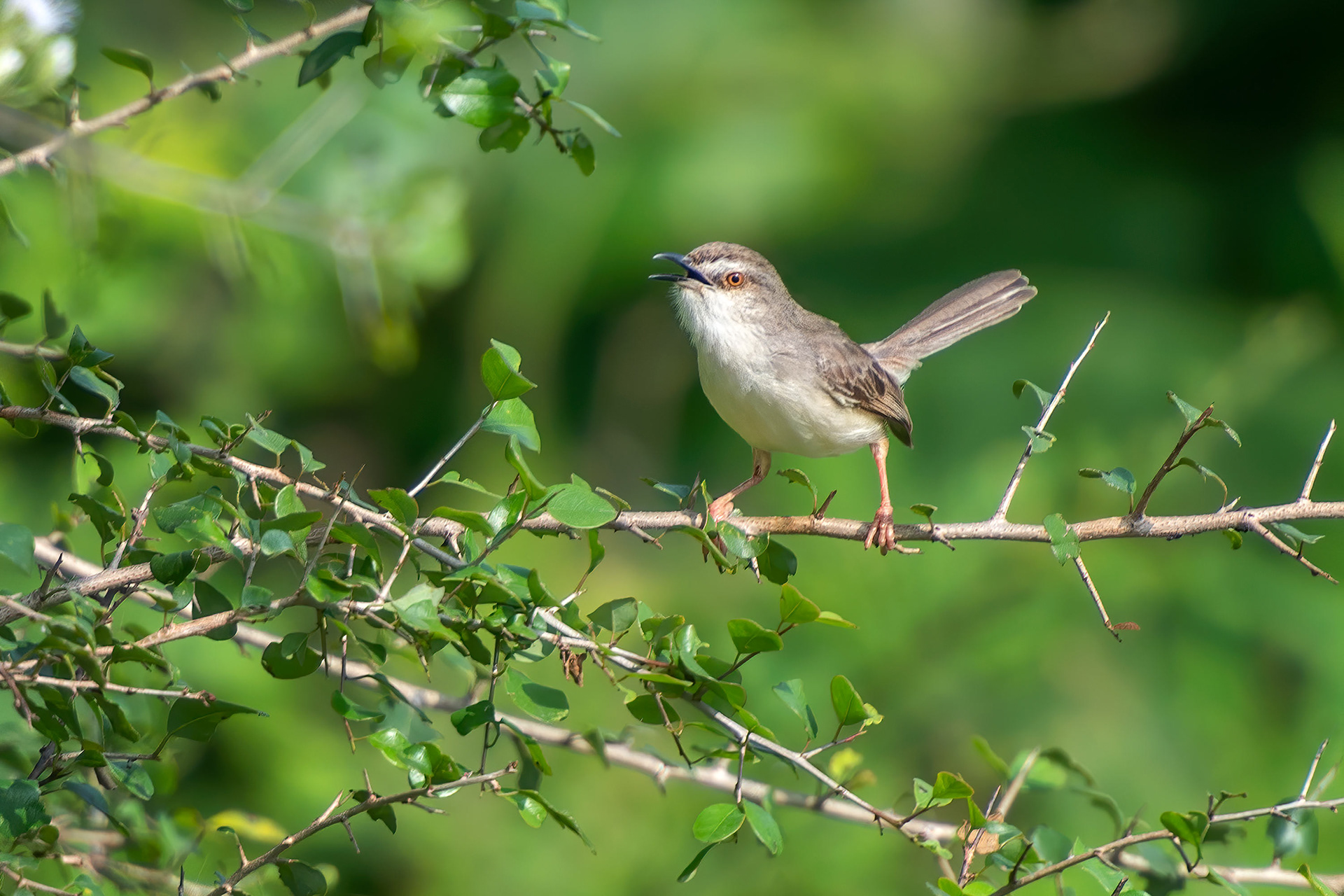 bird, plain prinia, Udawalawa, Sri Lanka