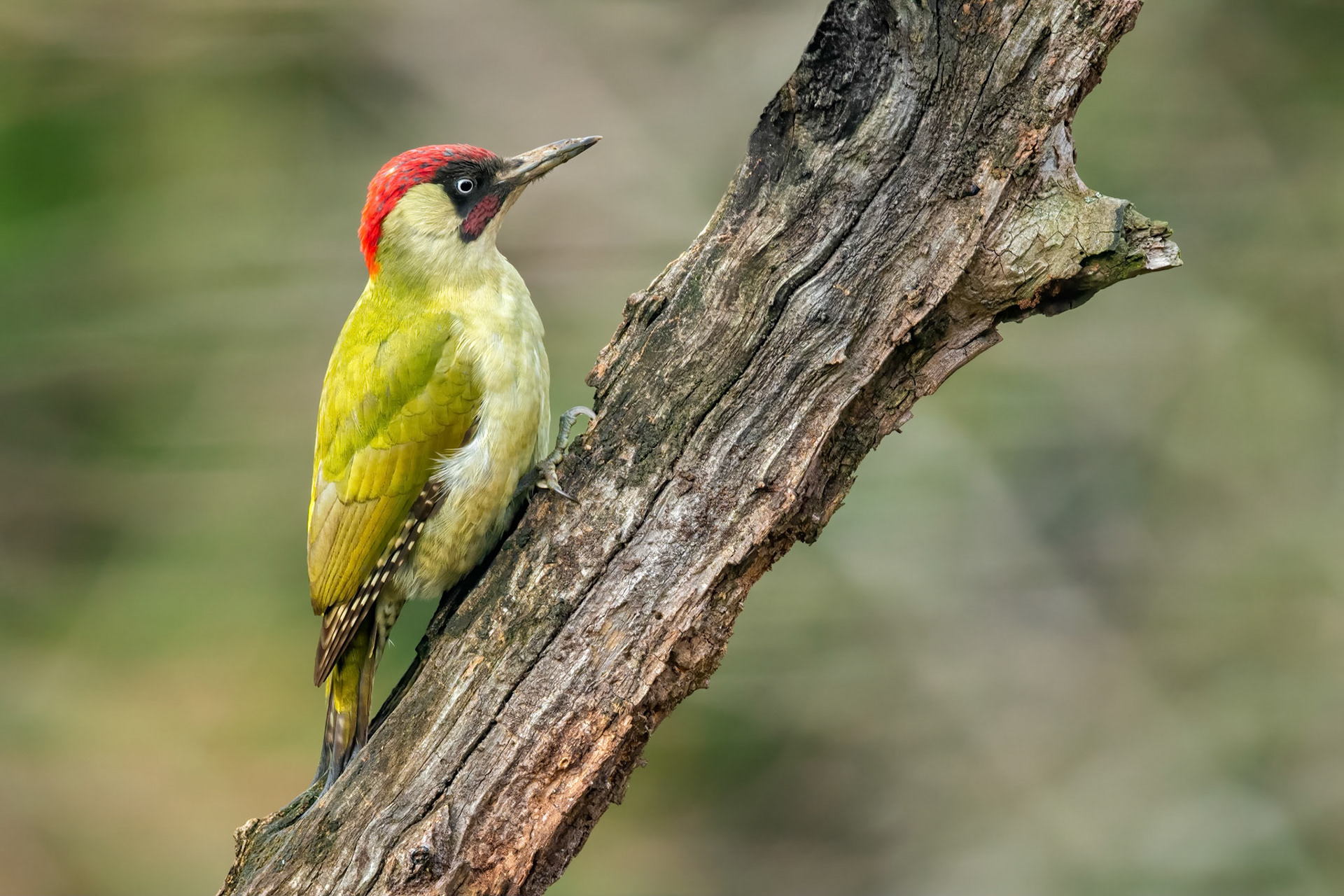 Eurasian Green Woodpecker (Brussels, Belgium)