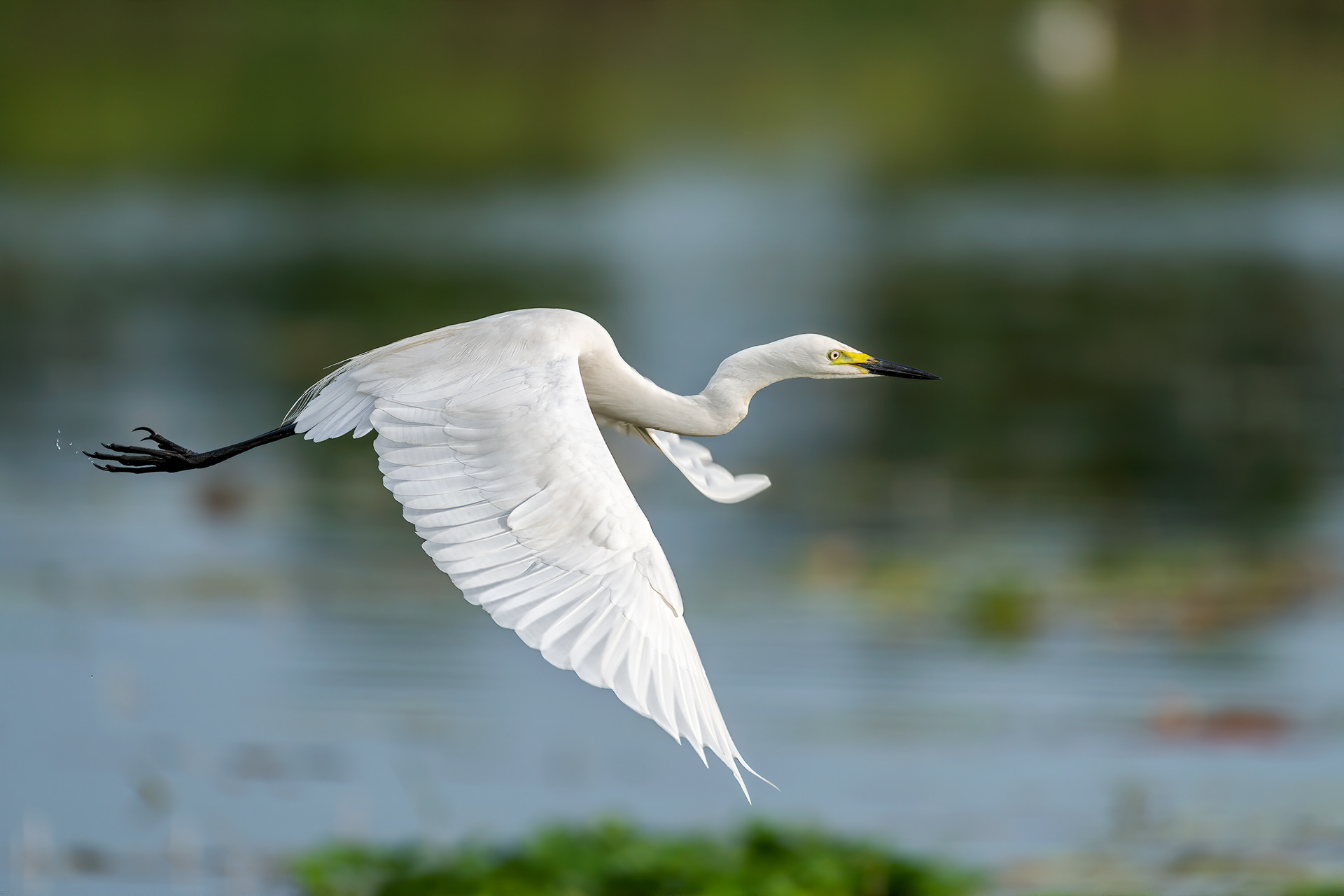 bird, intermediate egret, Habarana, Sri Lanka