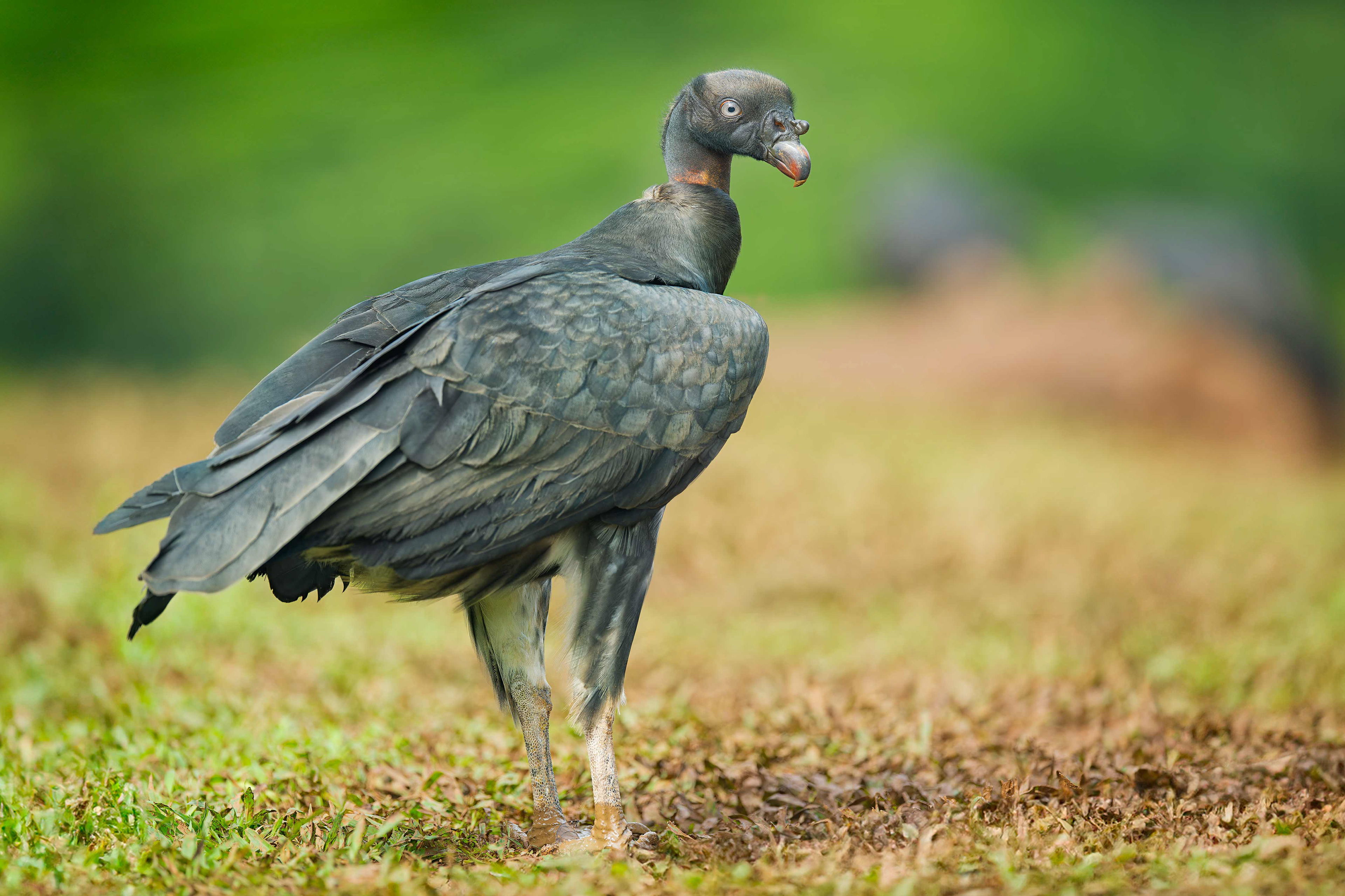 King Vulture (Boca Tapada, Costa Rica)