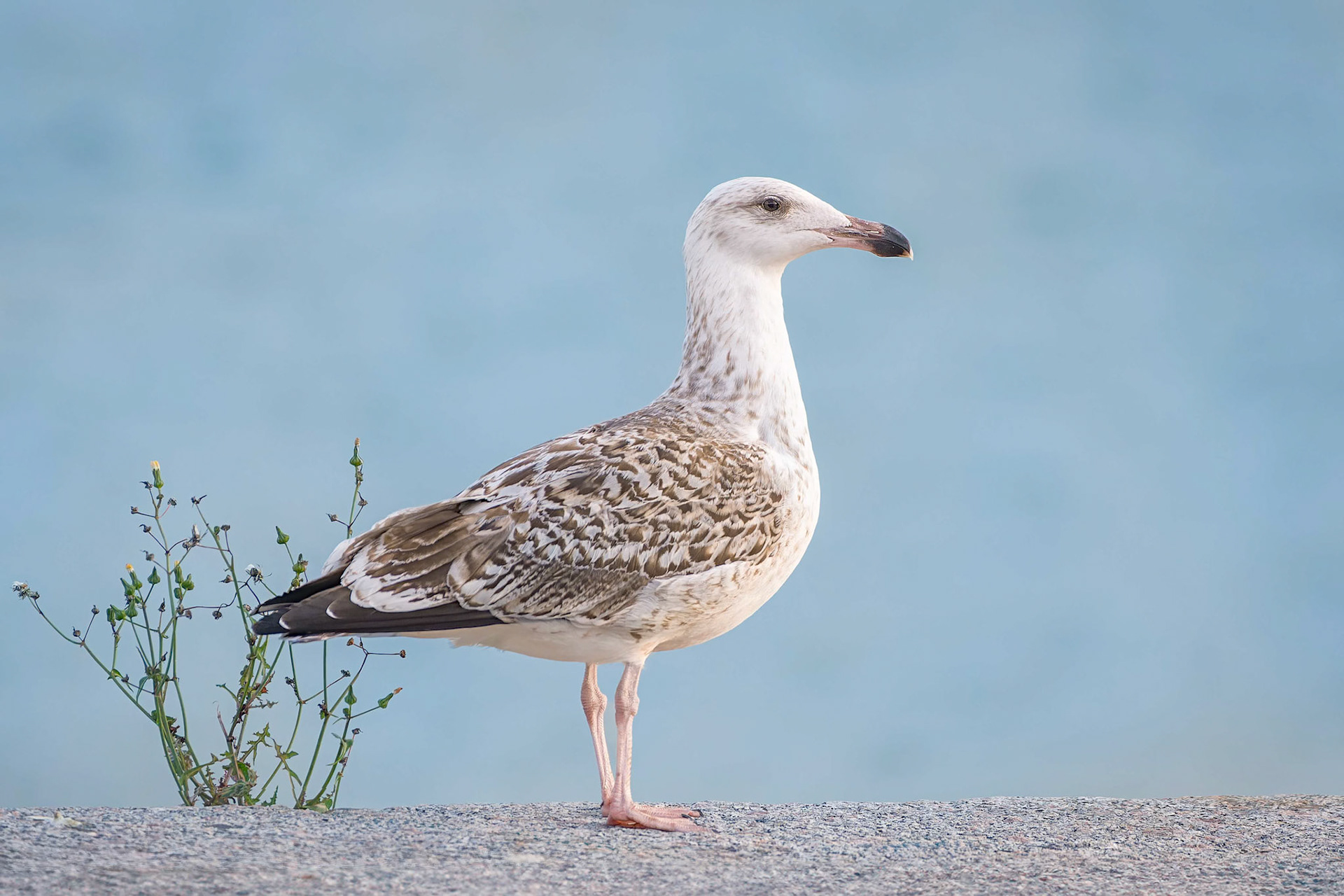 Great Black-backed Gull (Crozon, France)