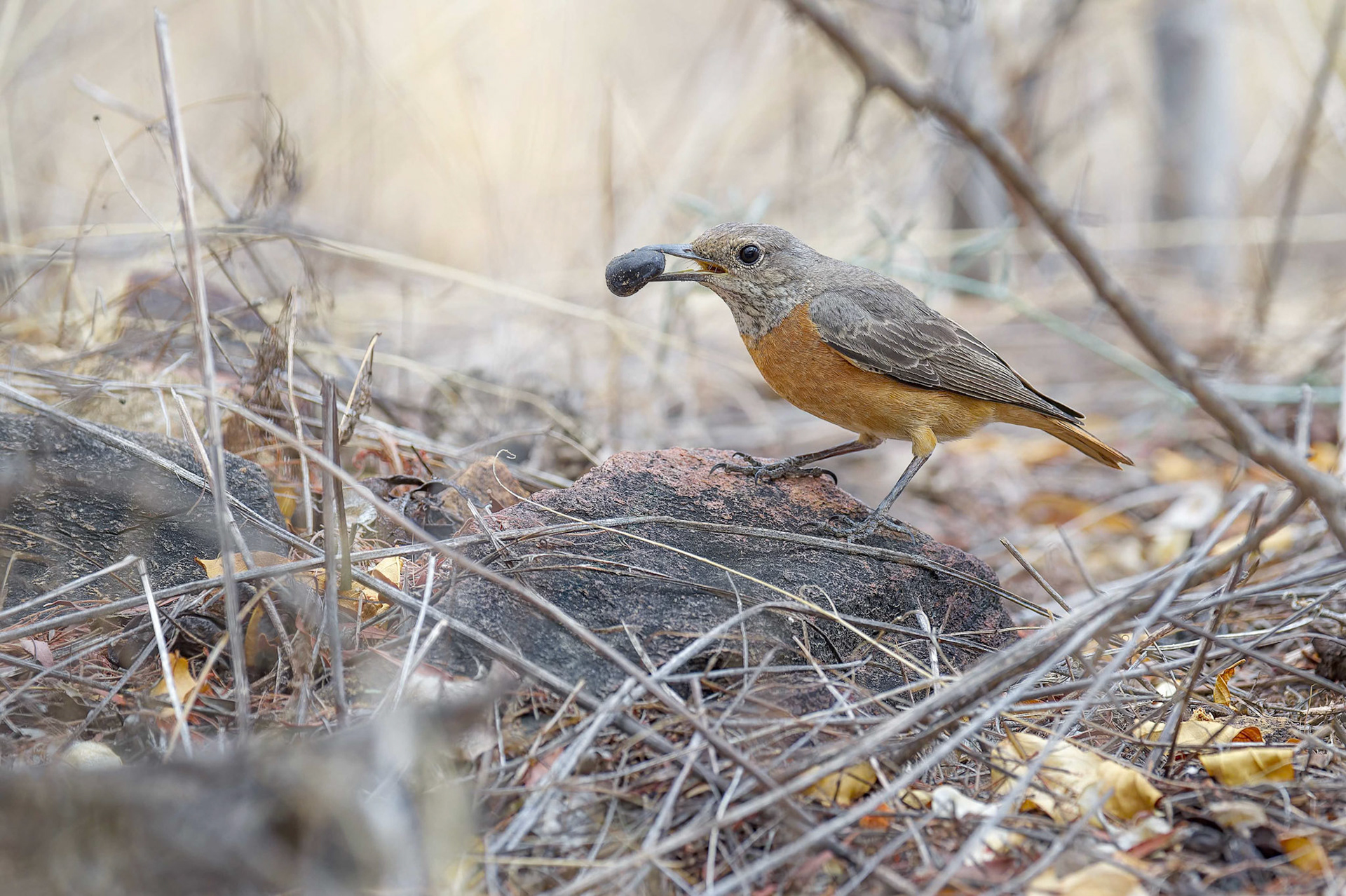 Short-toed Rock Thrush (Windhoek, Namibia)