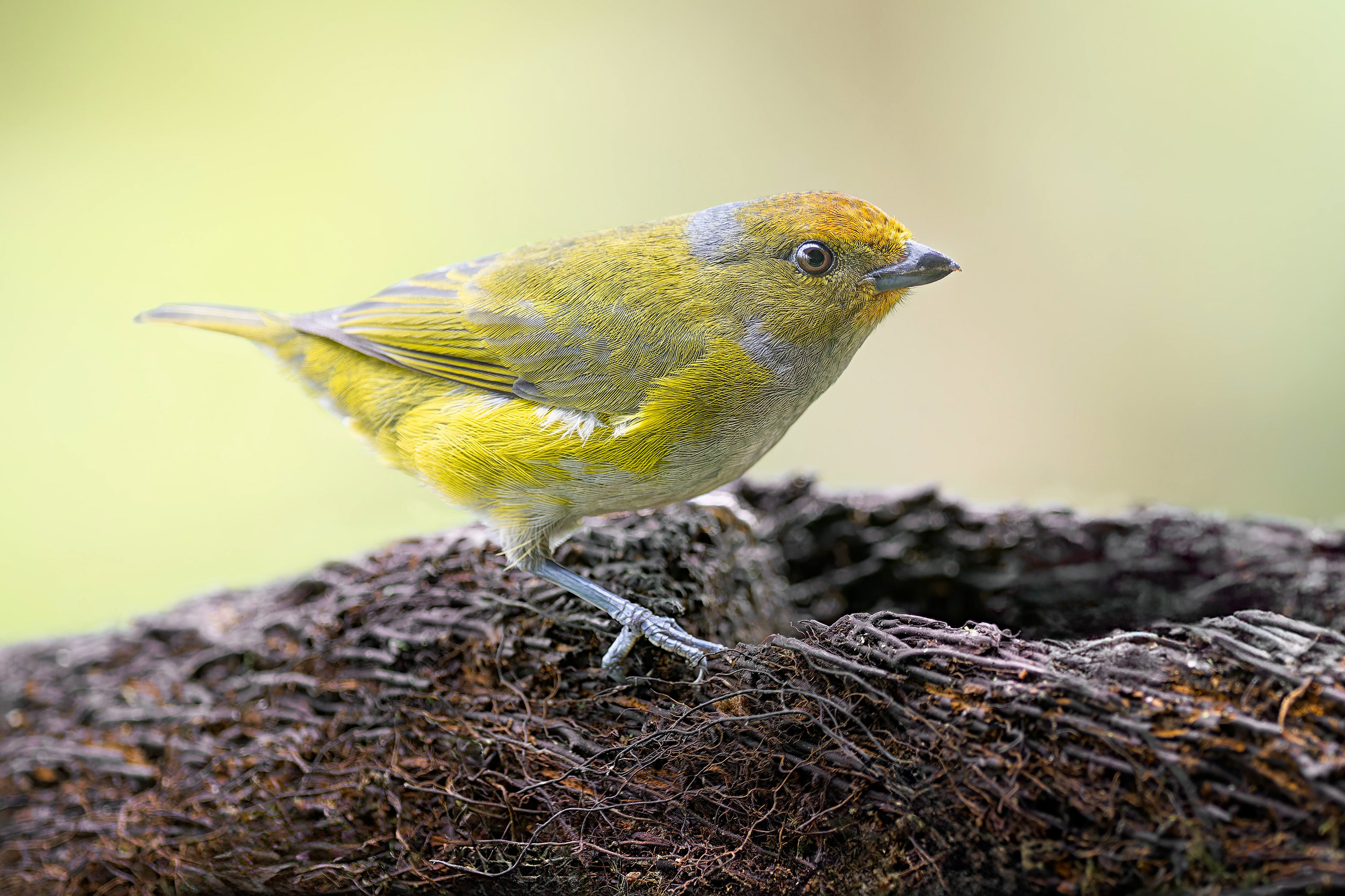 Tawny-capped Euphonia (Arenal, Costa Rica)