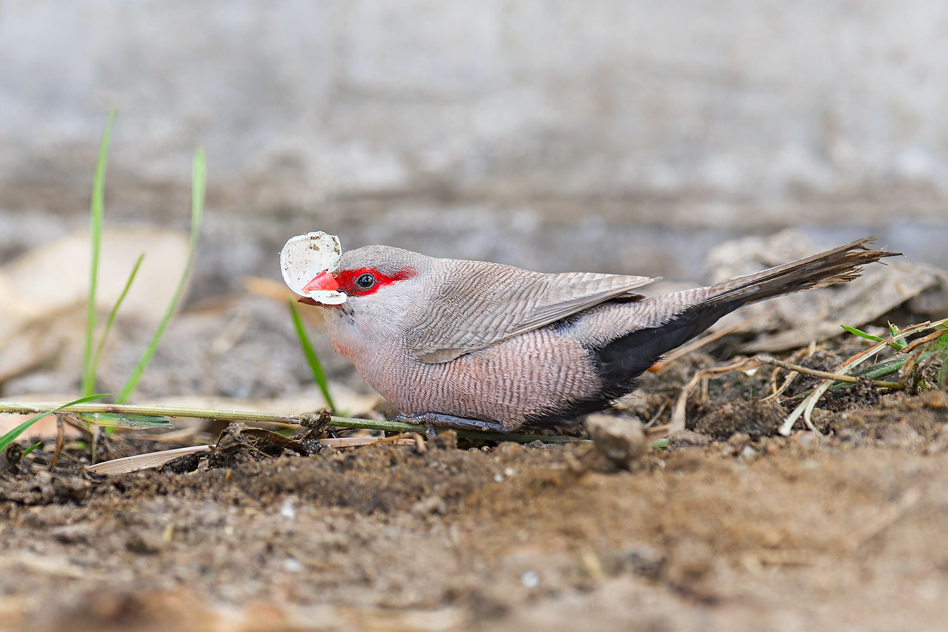 Common Waxbill (Seakopmund, Namibia)