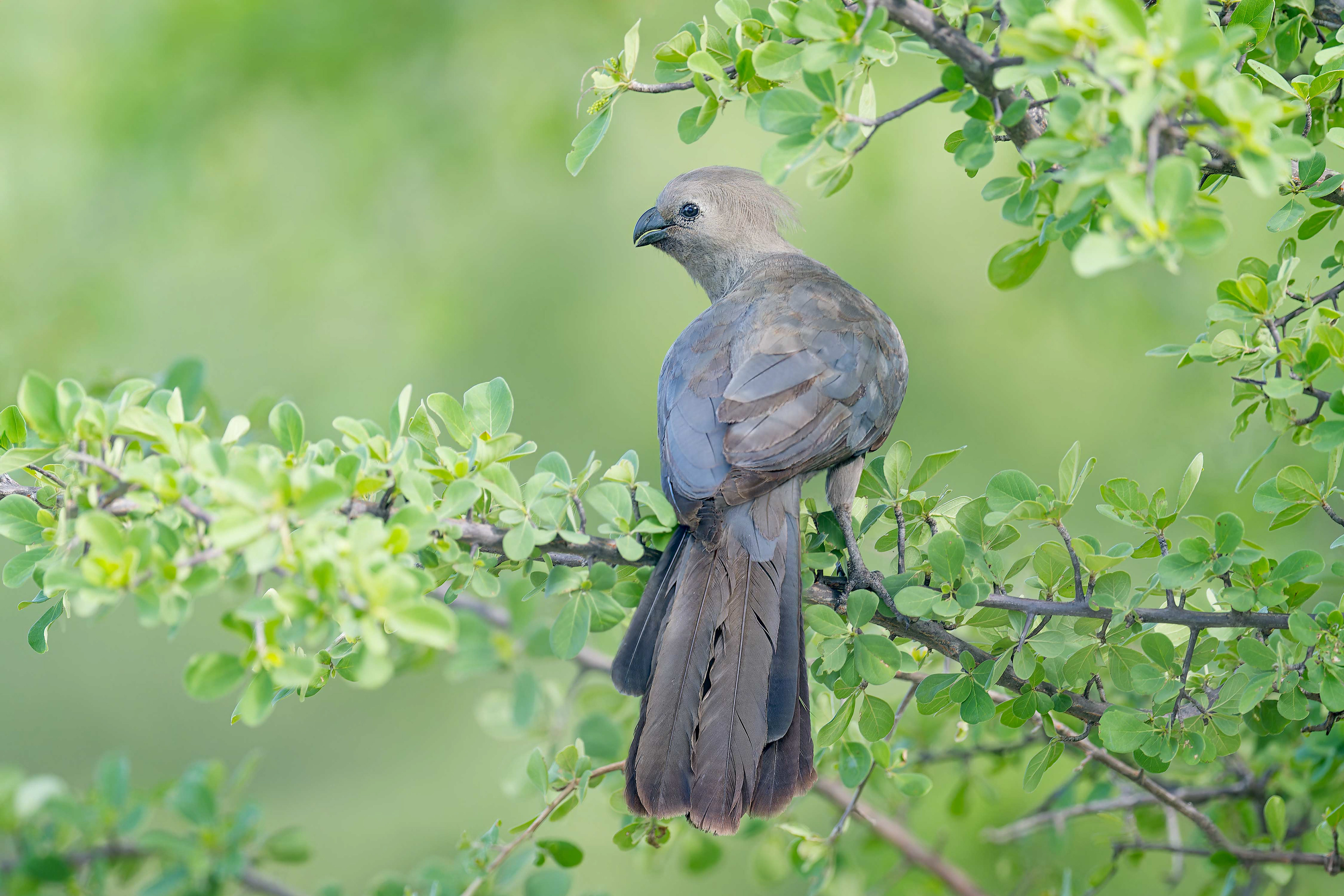 Grey Go-away-bird (Etosha, Namibia)