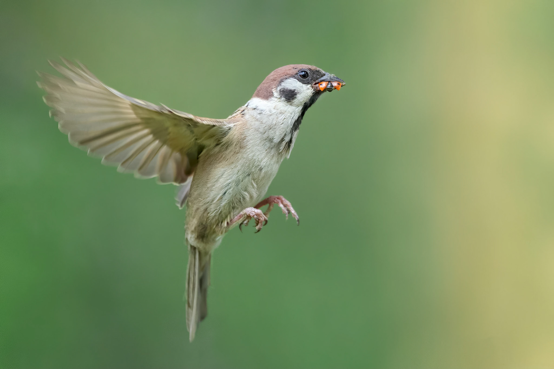 Tree Sparrow (Masku, Finland)