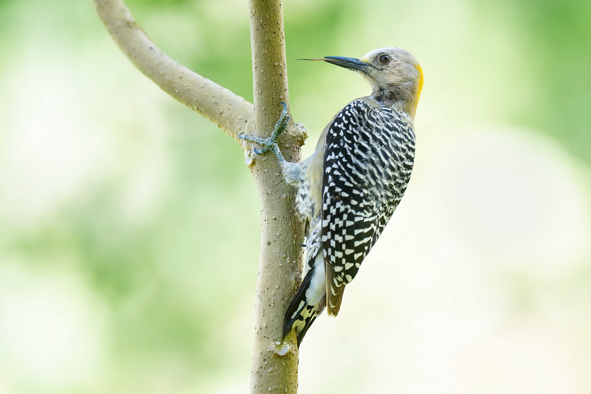 Hoffmann's Woodpecker (San Jose, Costa Rica)