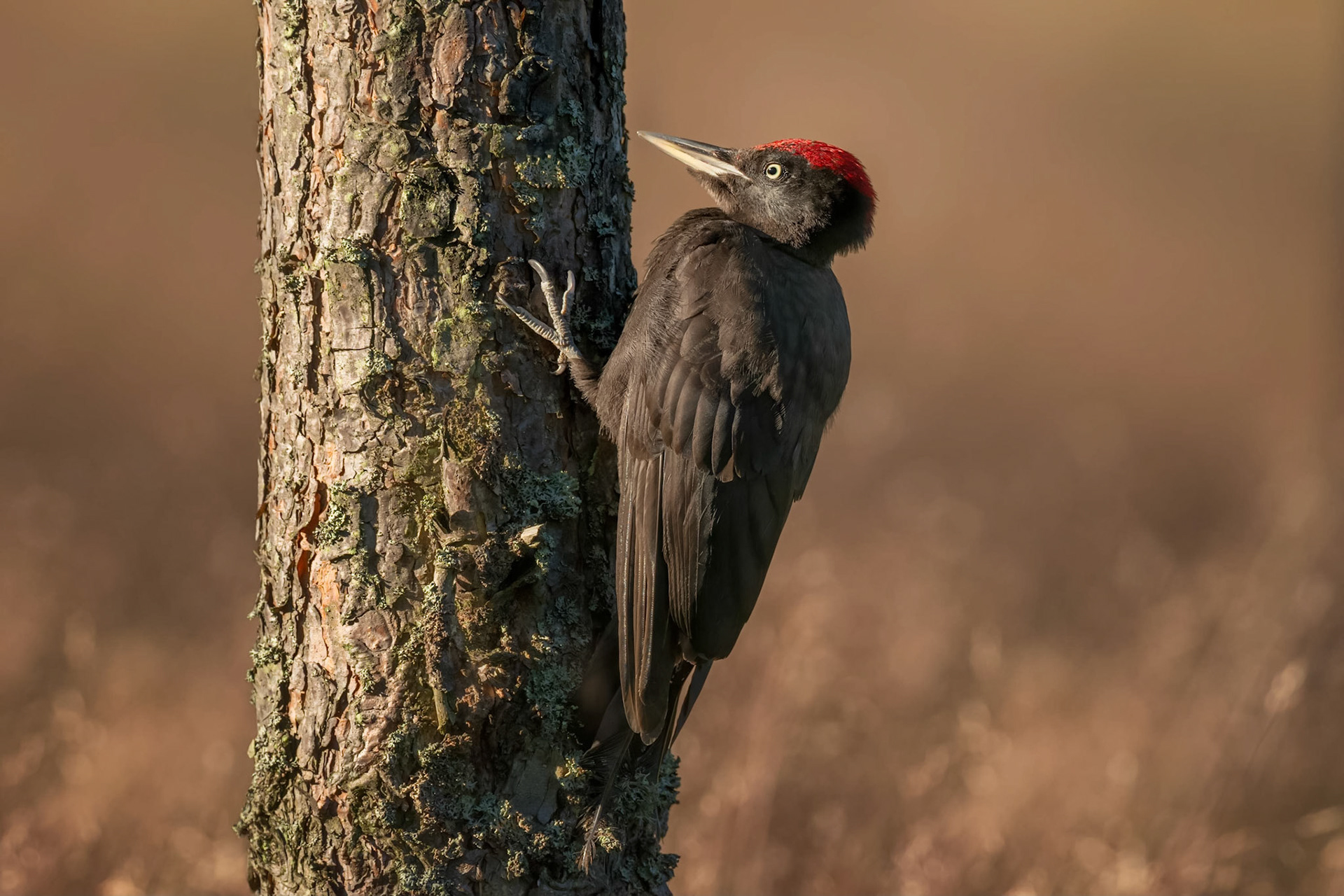 Black Woodpecker (Masku, Finland)