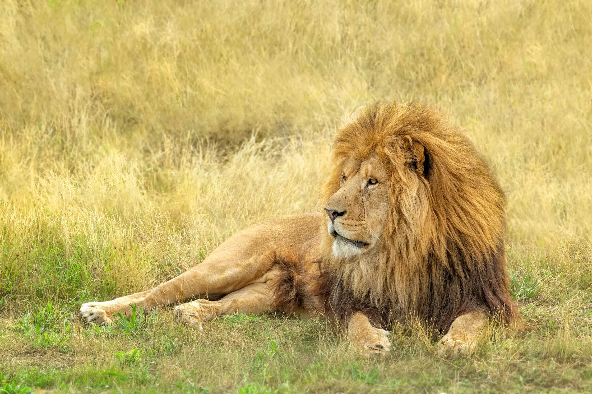 Lion (Clos Fontaine, France)