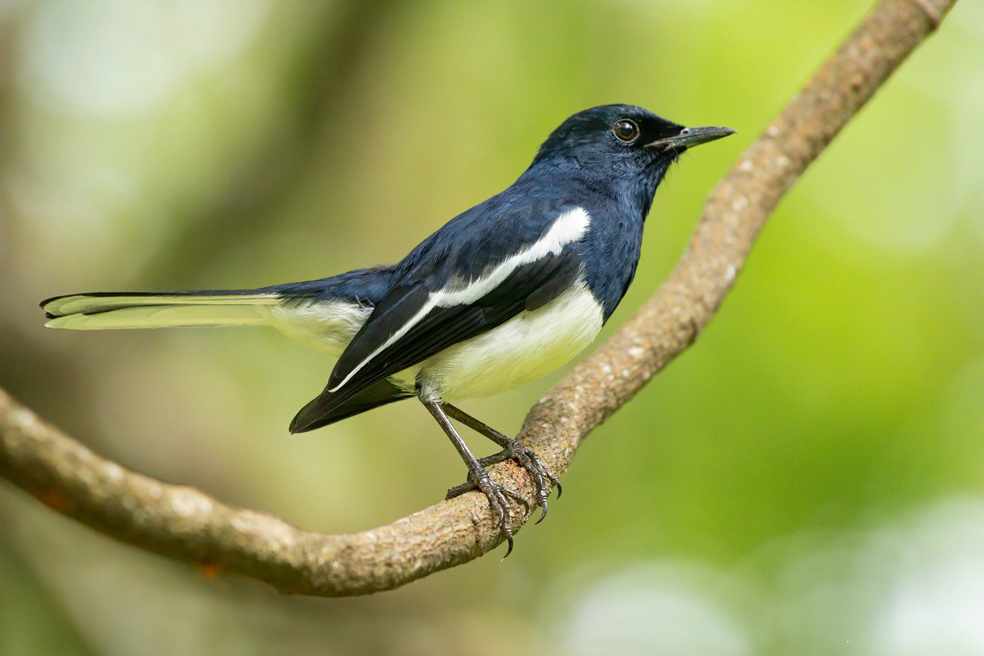Oriental Magpie-robin (Habarana, Sri Lanka)