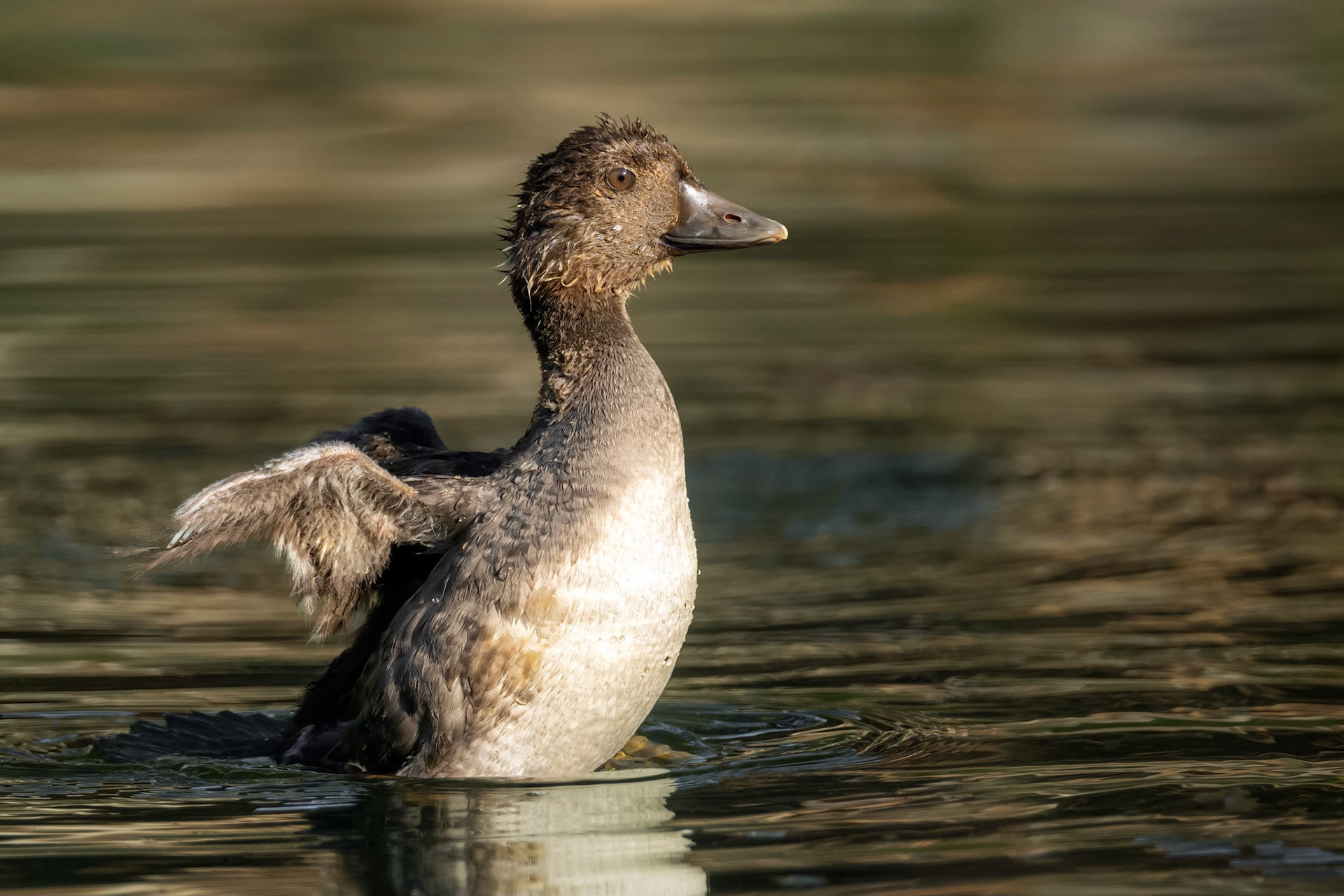 Common Goldeneye (Masku, Finland)