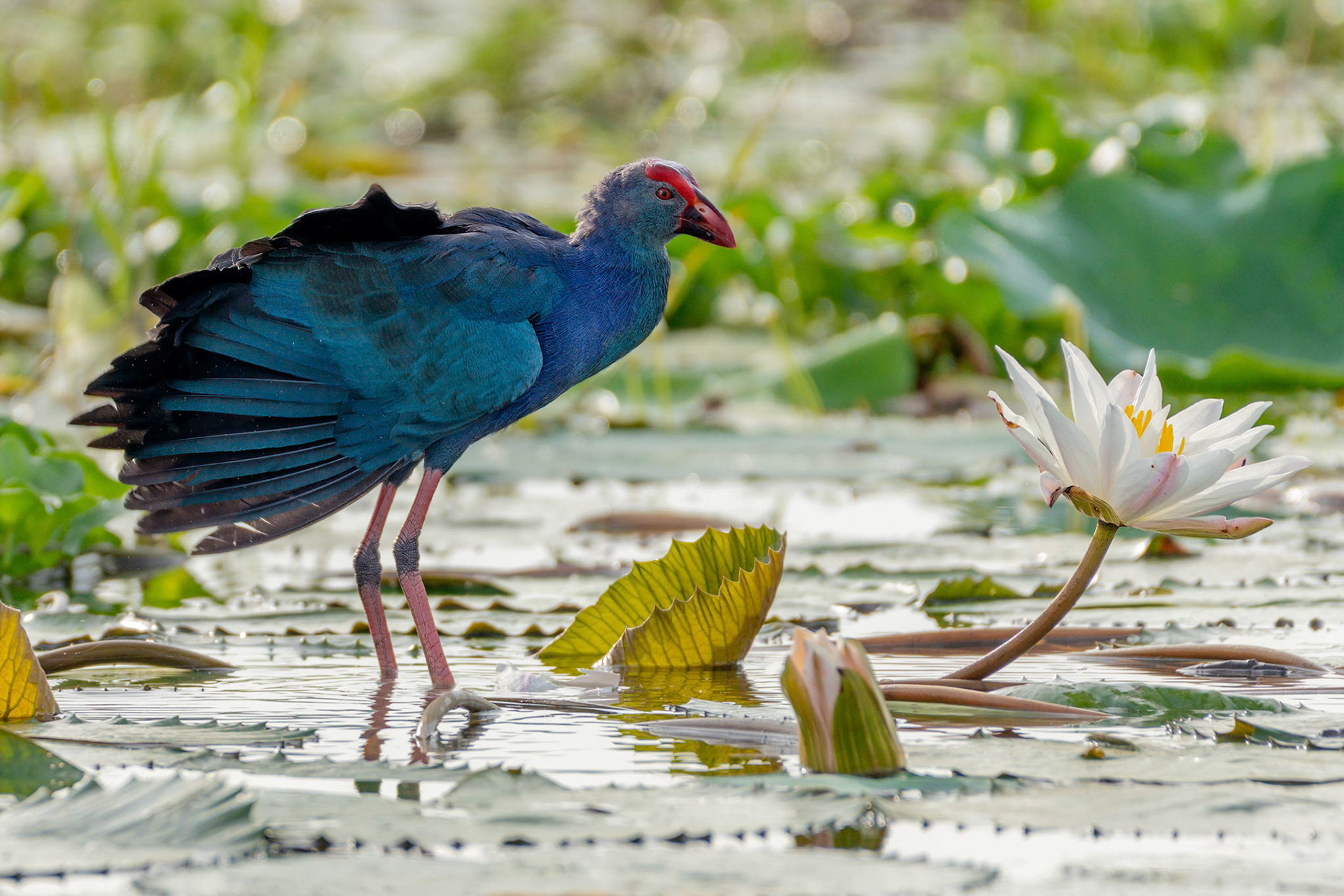 Purple Swamphen (Habarana, Sri Lanka)